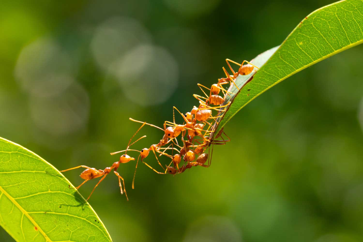 A group of reddish-brown ants creating a bridge from one leaf to another.