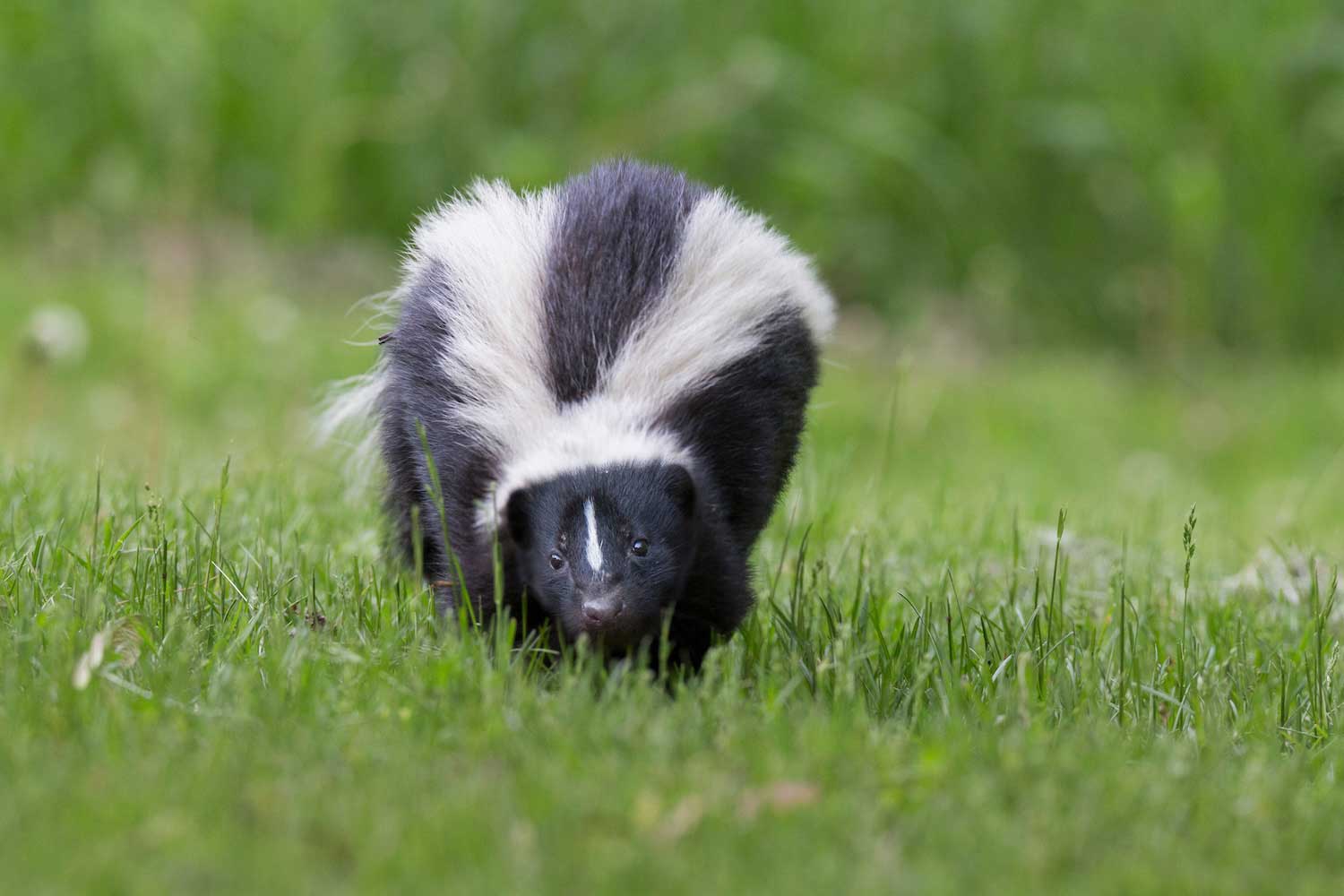 A striped skunk walking in the grass. 