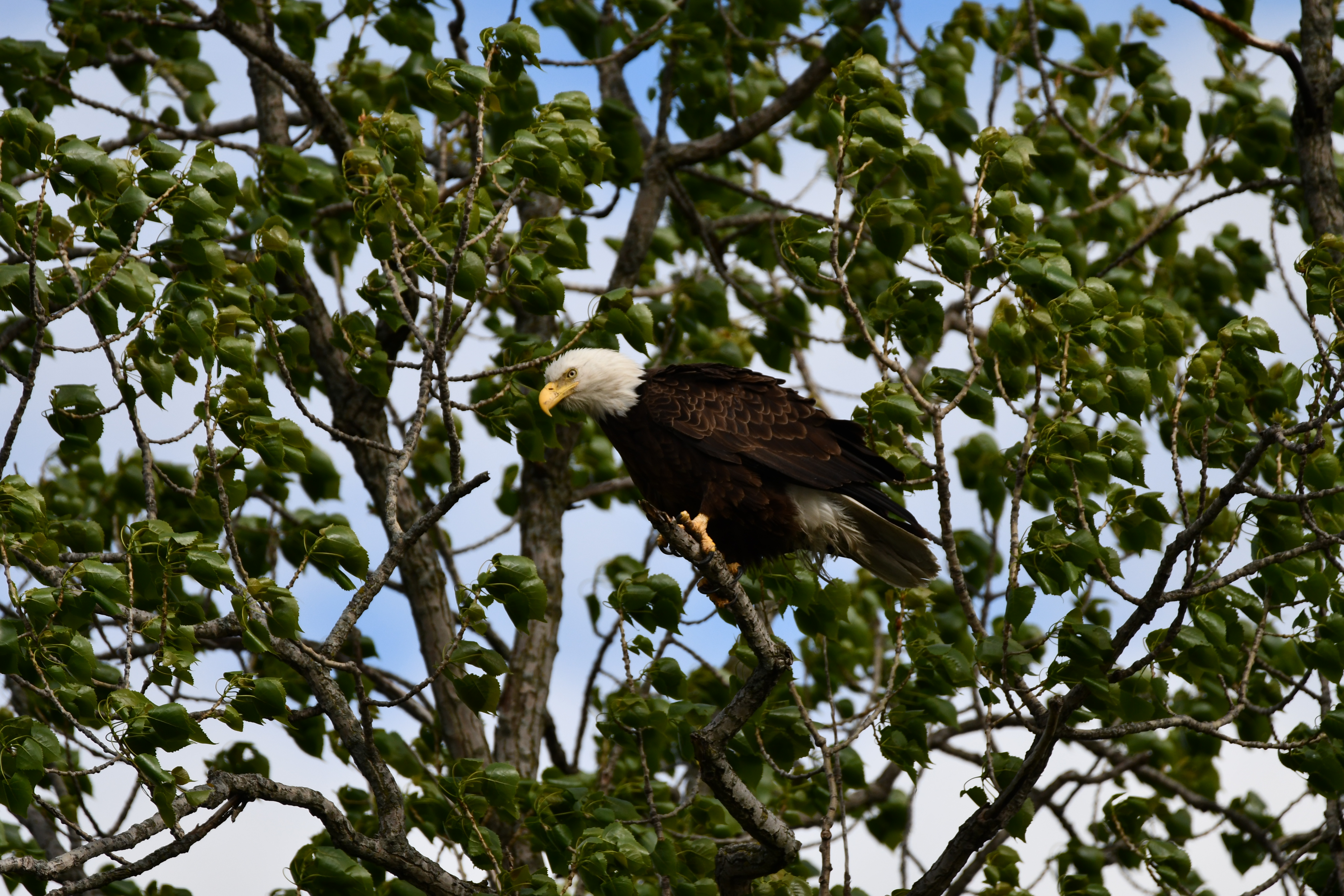 A bald eagle perching in a tree.