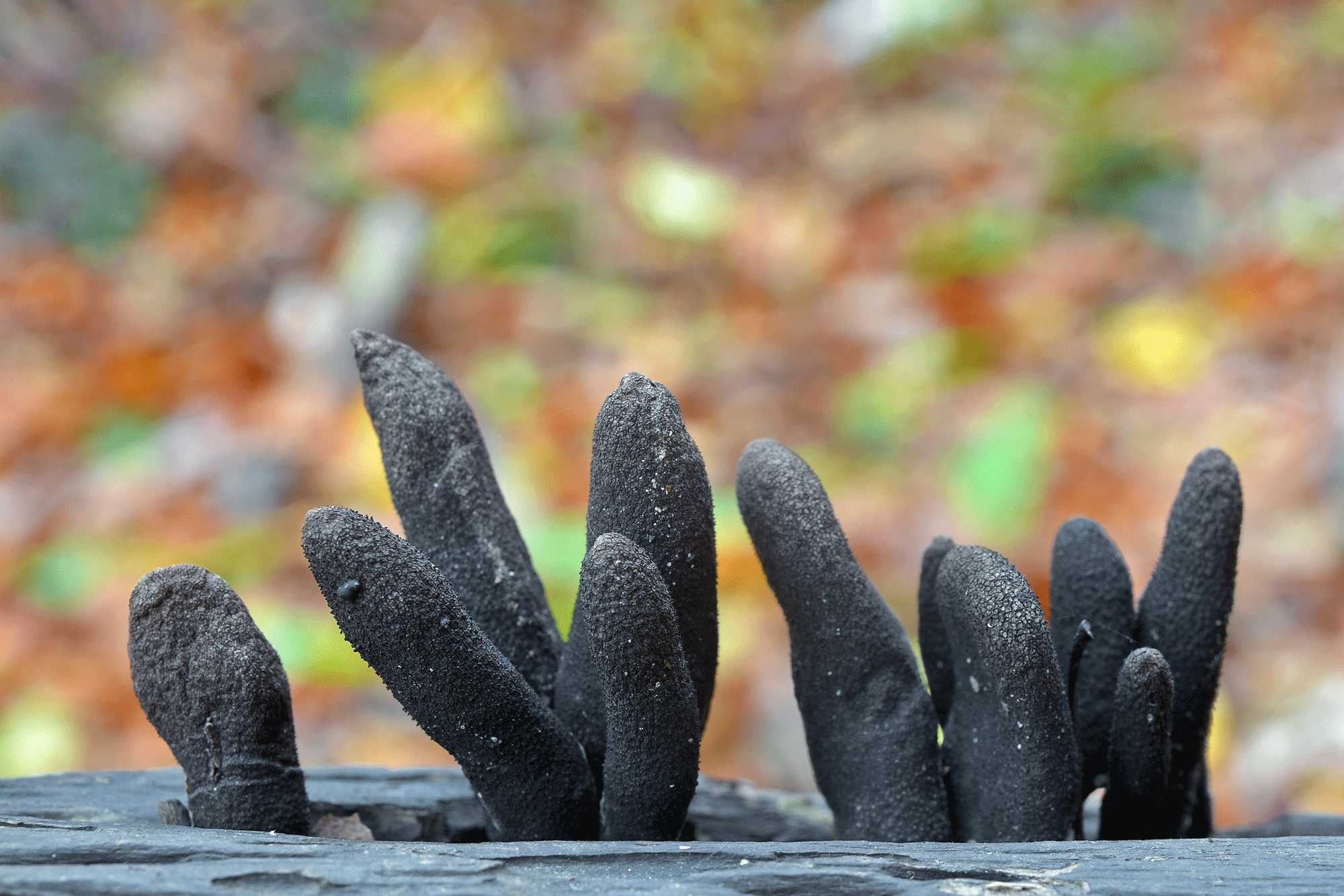Dead man's fingers fungus emerging from wood.