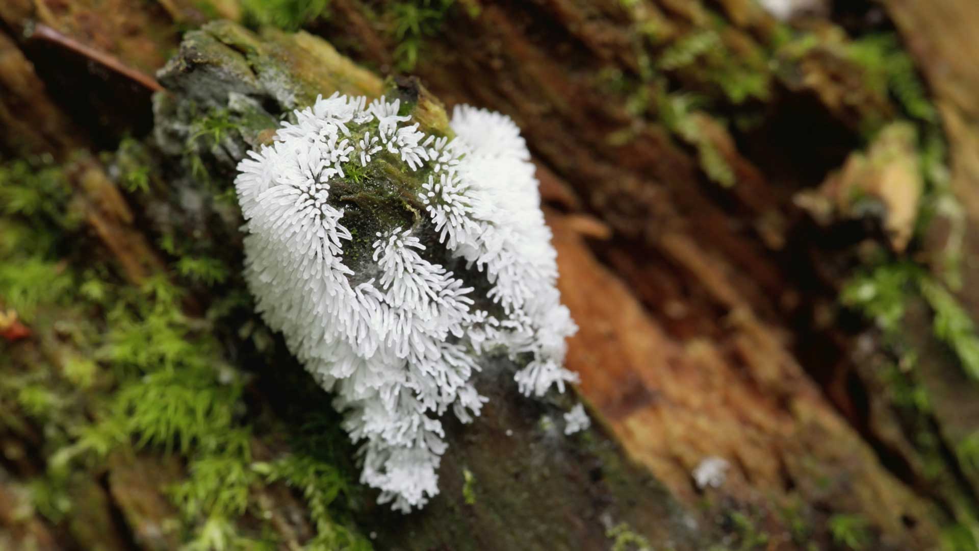 Coral slime mold.