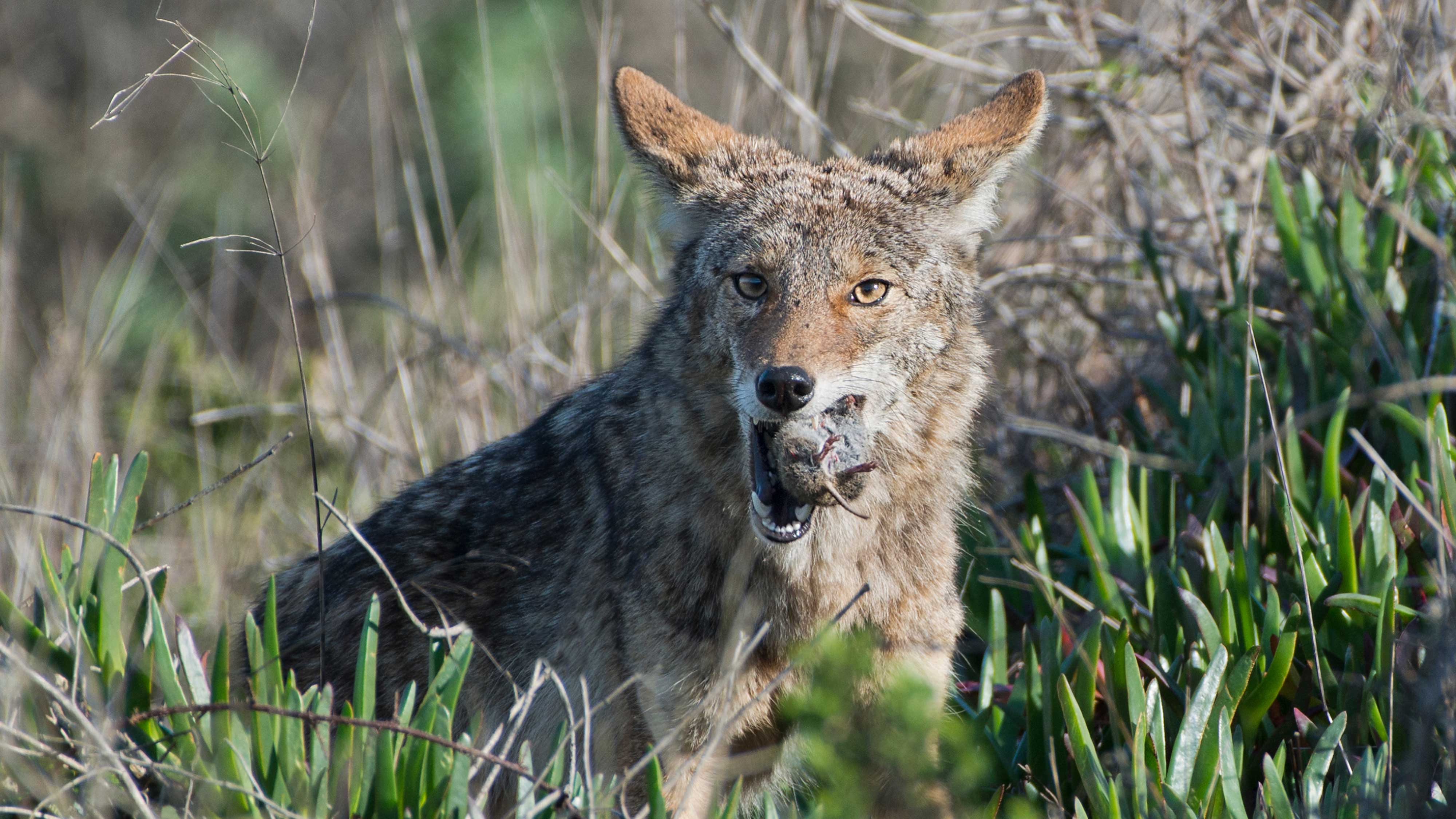A coyote with a rodent in its mouth.