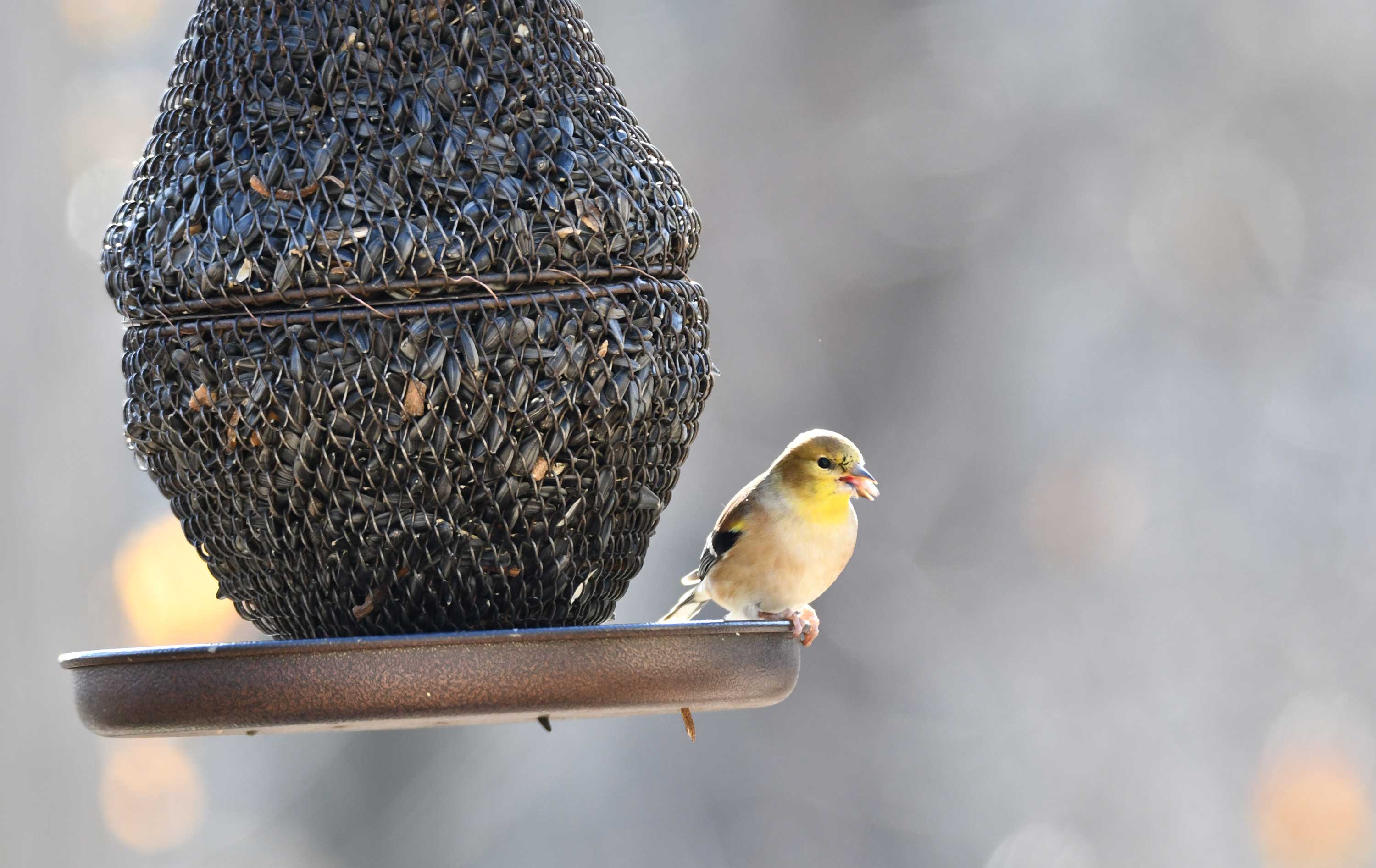 An American goldfinch at a feeder.