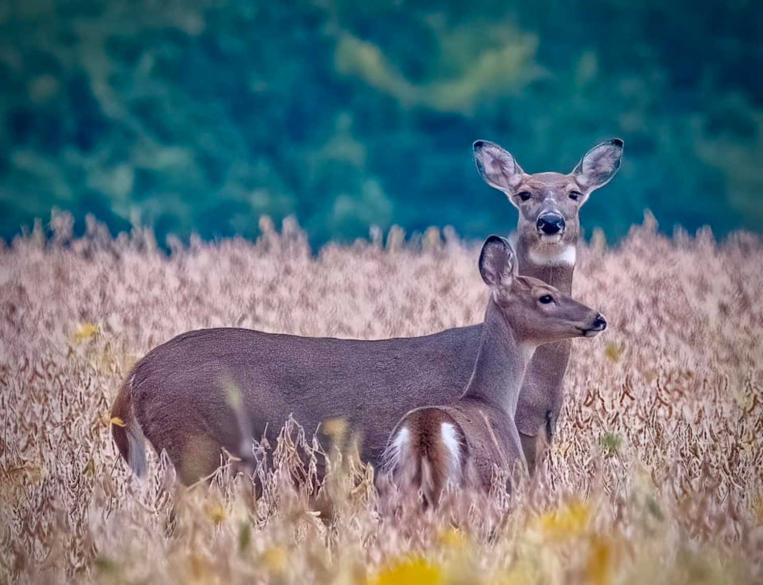 Two deer standing together in tall brown grasses with trees in the background.