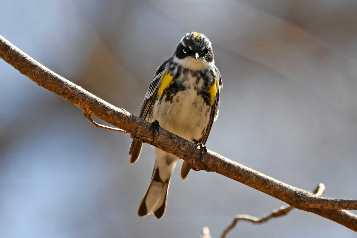 Yellow-rumped warbler perched on a branch.