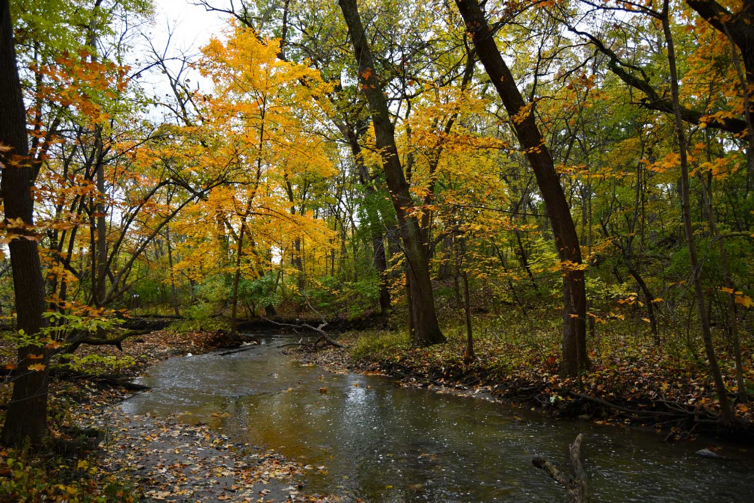 Autumn scenery at Hammel Woods.