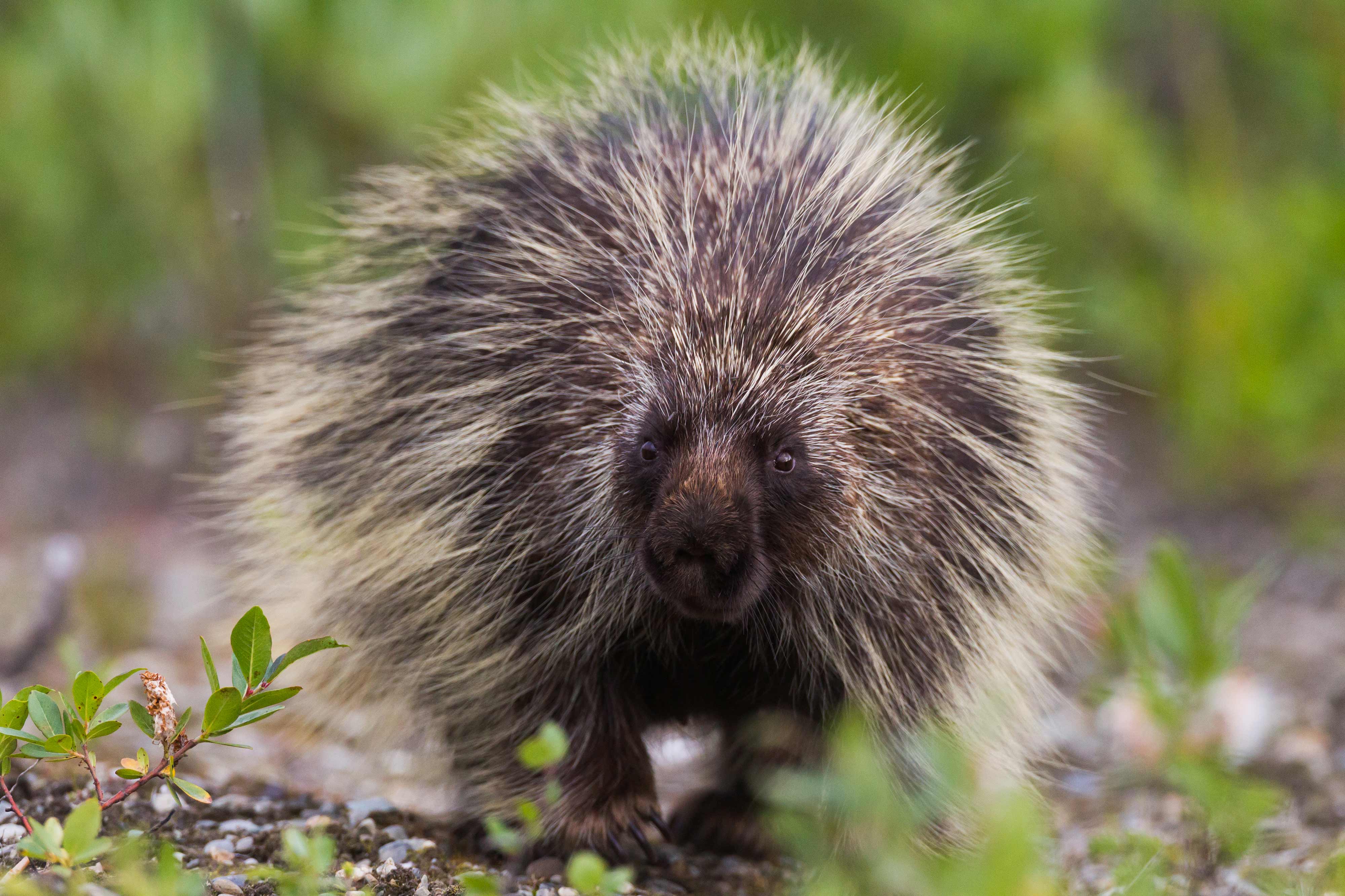 A porcupine walking towards the camera.