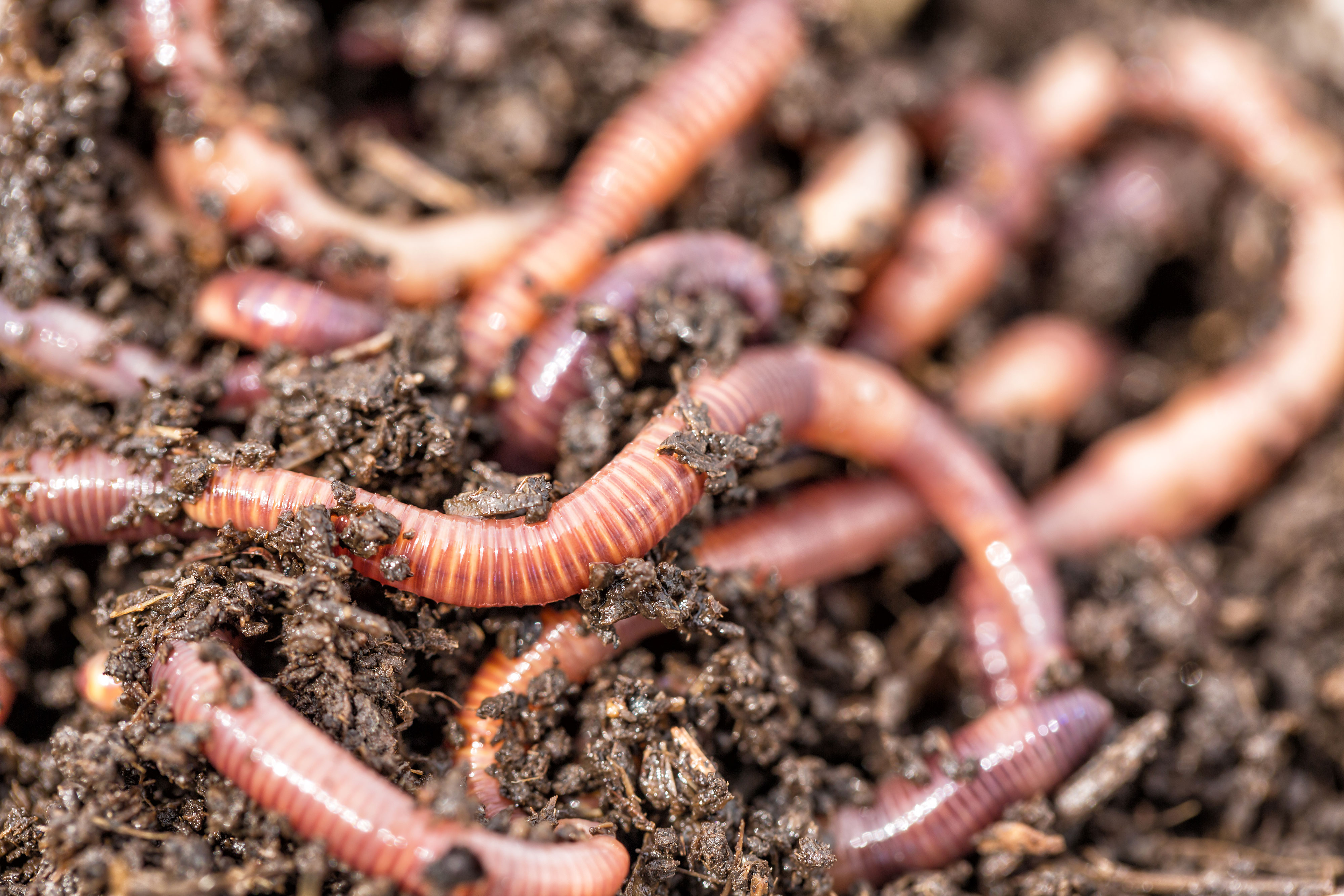 Worms in dirt.
