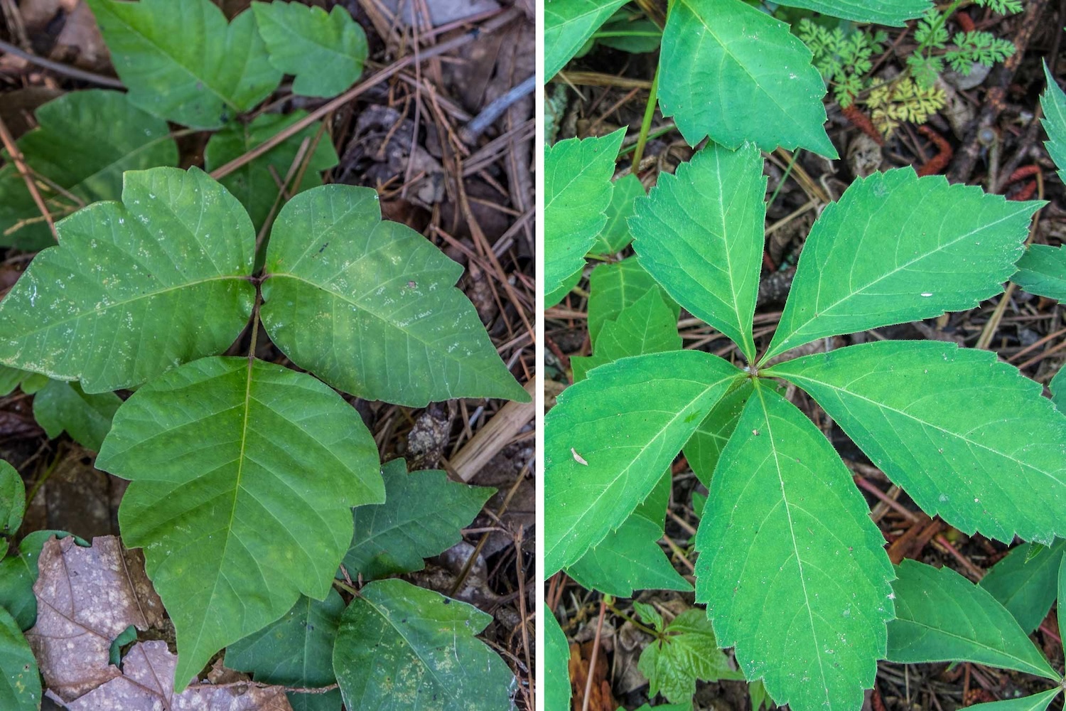 A side-by-side comparison of poison ivy with its three leaflets and Virginia creeper with five leaflets.