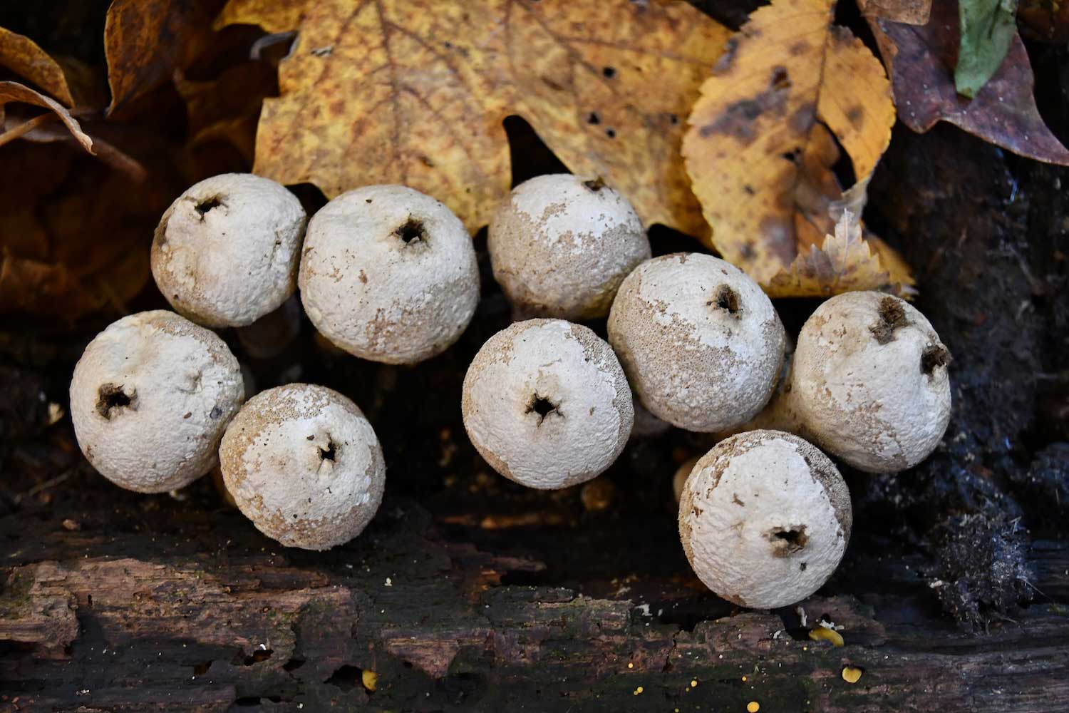 A cluster of nine stump puffballs growing on a fallen log with fallen leaves in the background.