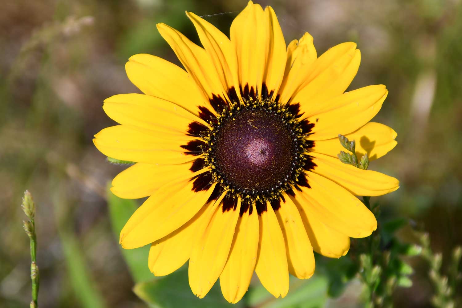 Black eyed Susan flower bloom.