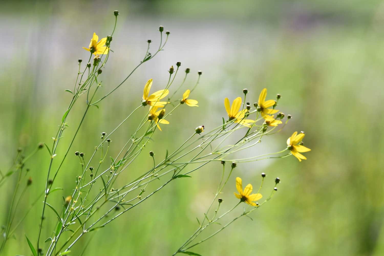 Yellow coreopsis flowers swaying in the breeze.