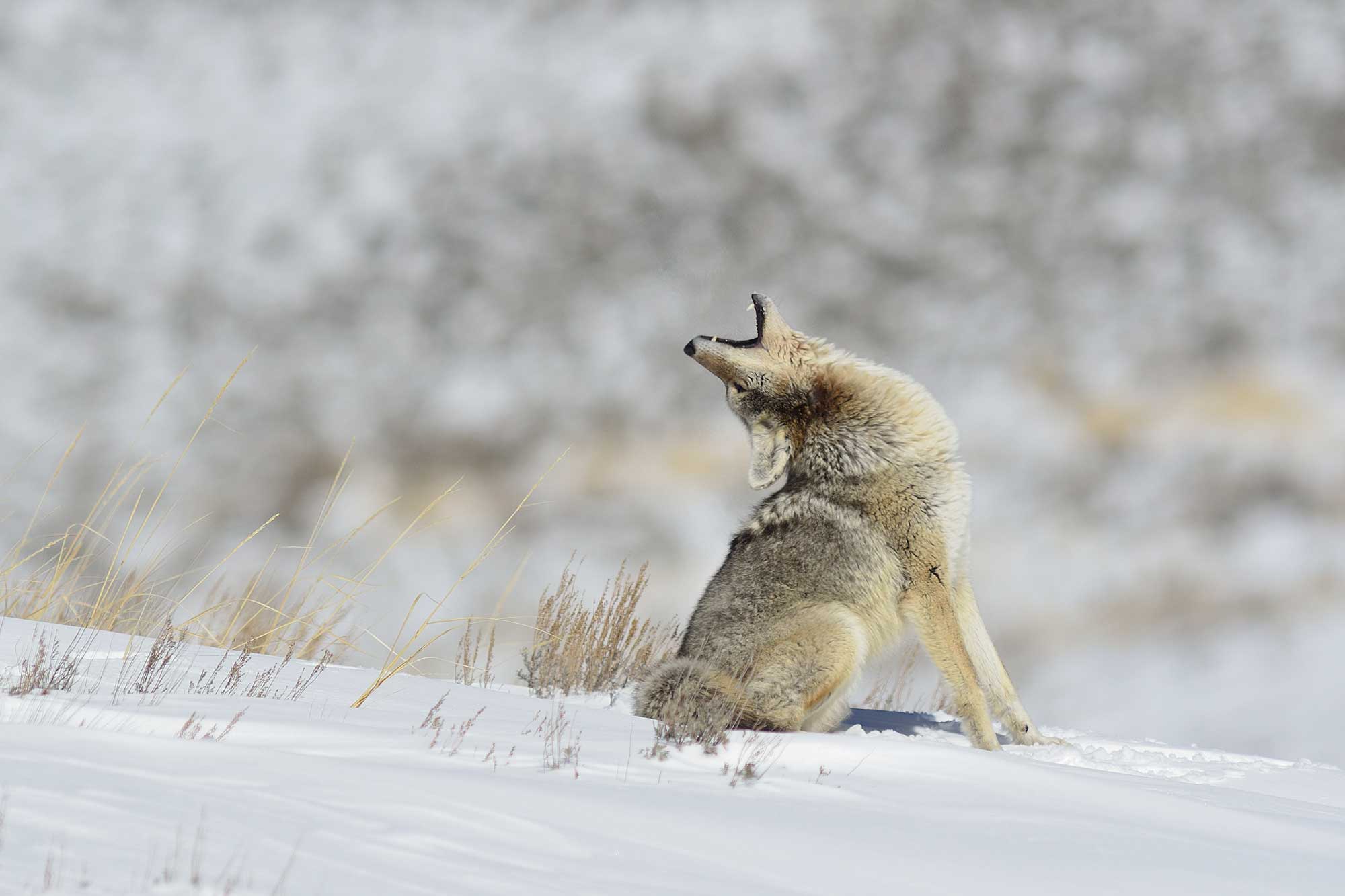 Nature Curiosity: Why Do Coyotes Howl? | Forest Preserve District Of ...