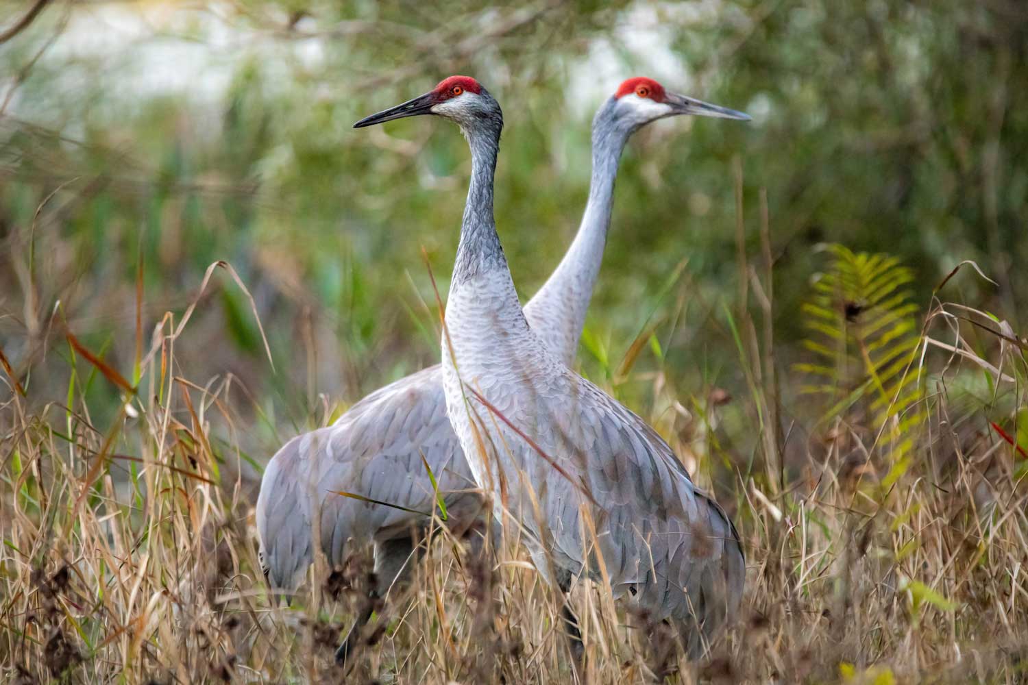 Two sandhill cranes standing in grasses and other vegetation facing in opposite directions.