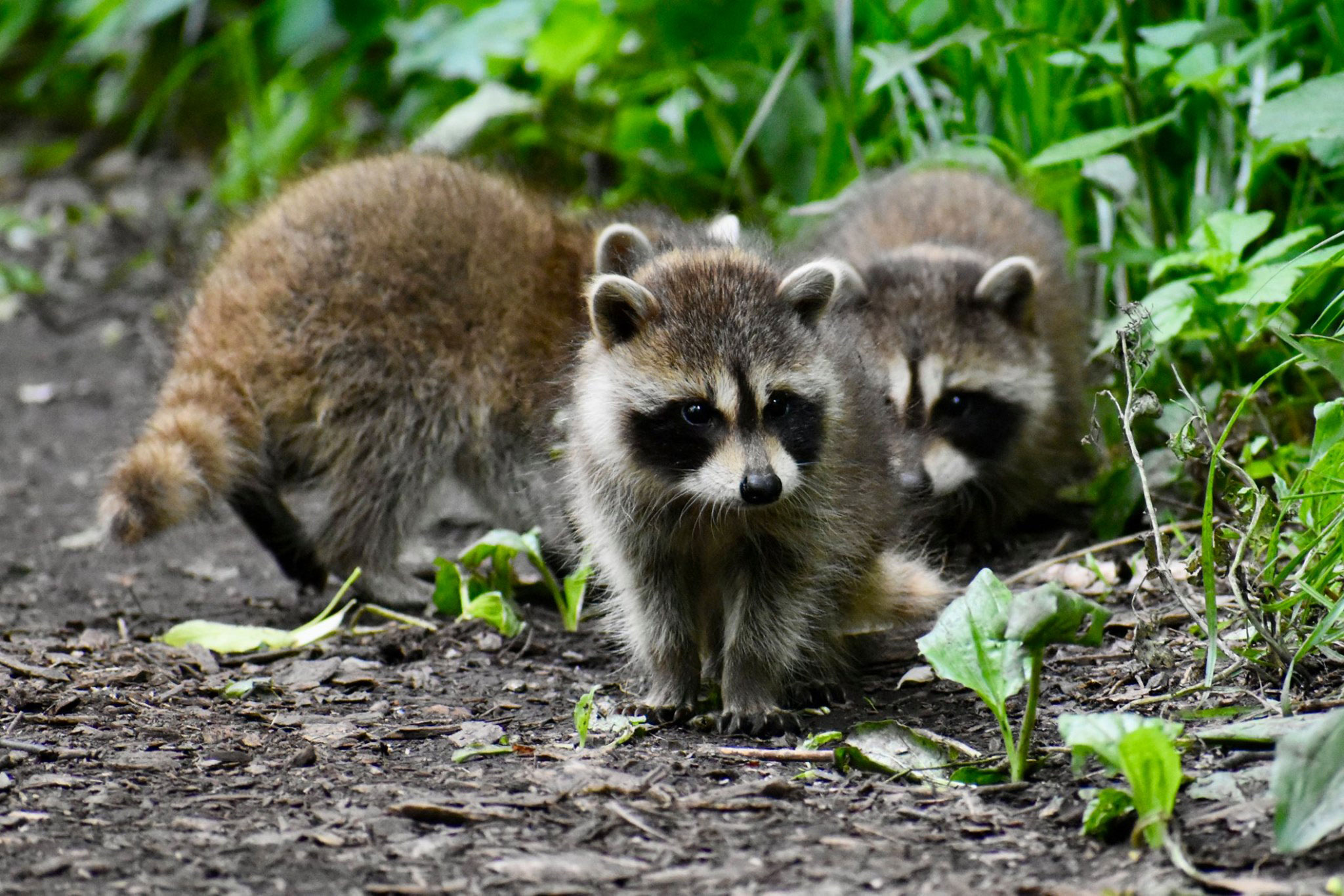 Three young raccoons.