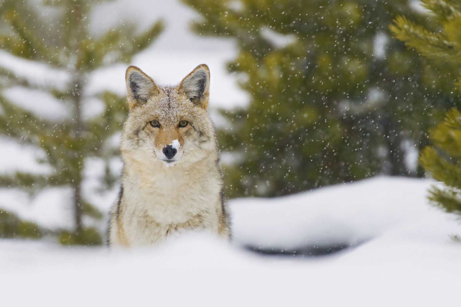 A coyote sitting in the snow with evergreen trees in the background.