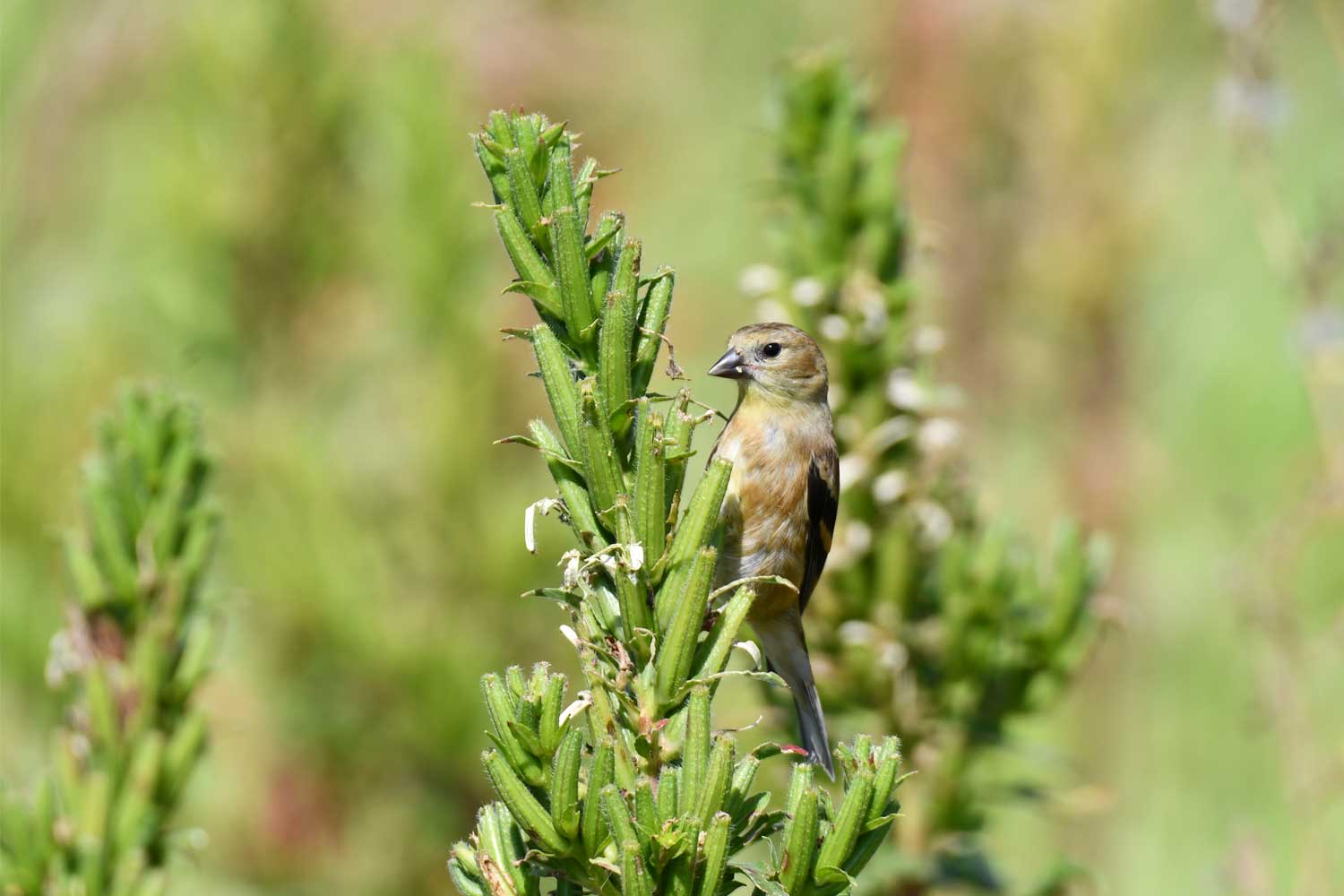 American goldfinch perched on vegetation.