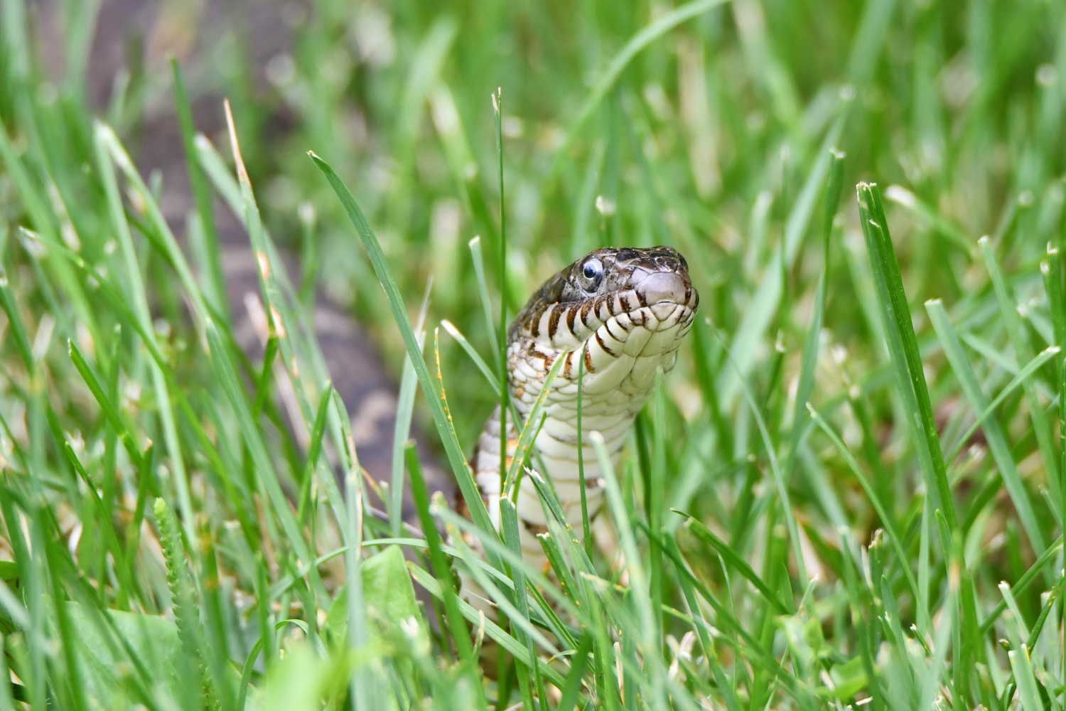 A northern water snake sticking its head up from the grass.