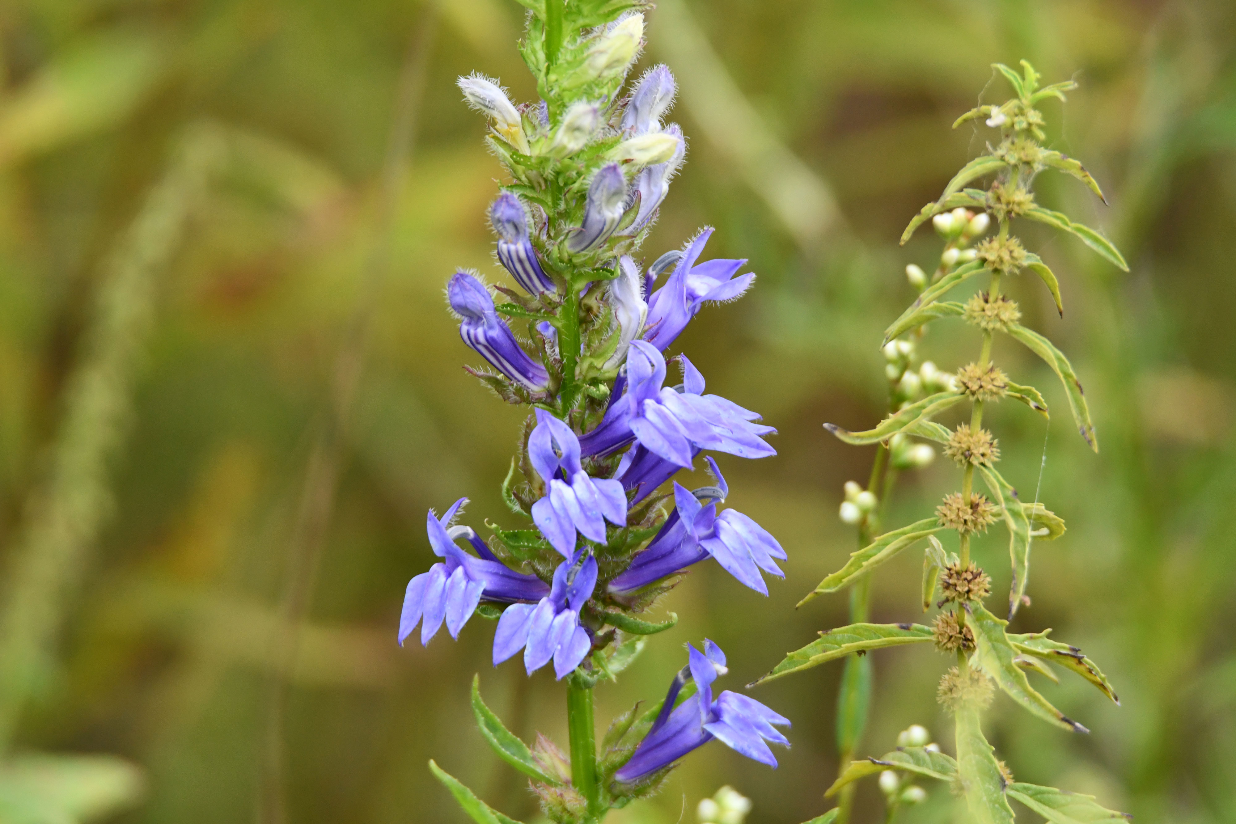 Great blue lobelia.