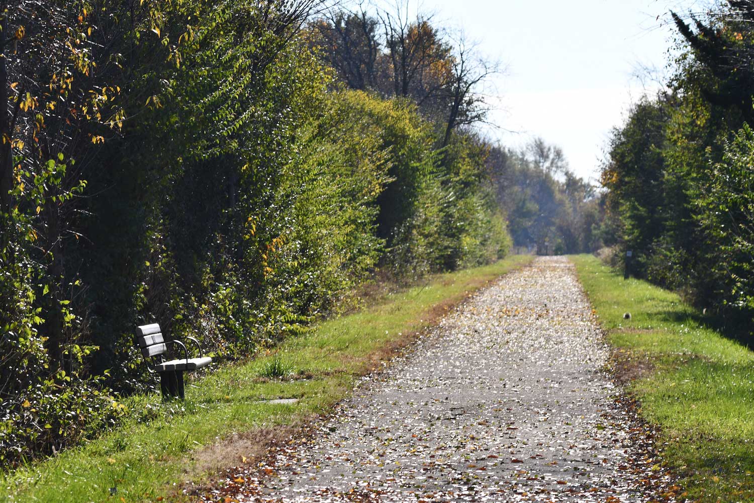 A paved trail lined by trees with bench to the left.