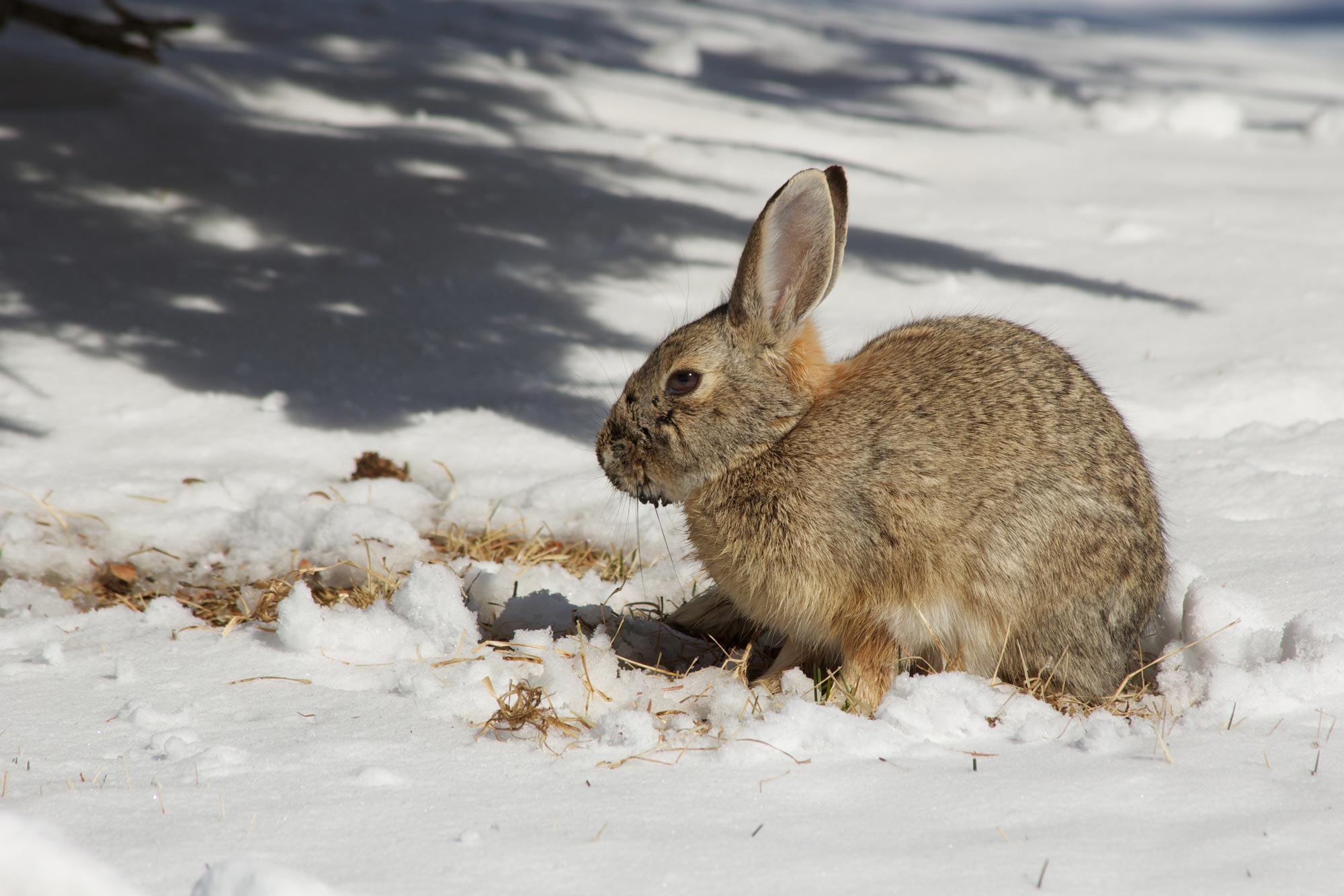 A rabbit in a snow-covered field.