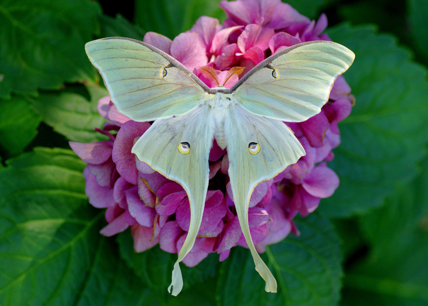 Quiz: What's Your Luna Moth IQ? - Forest Preserve District of Will County