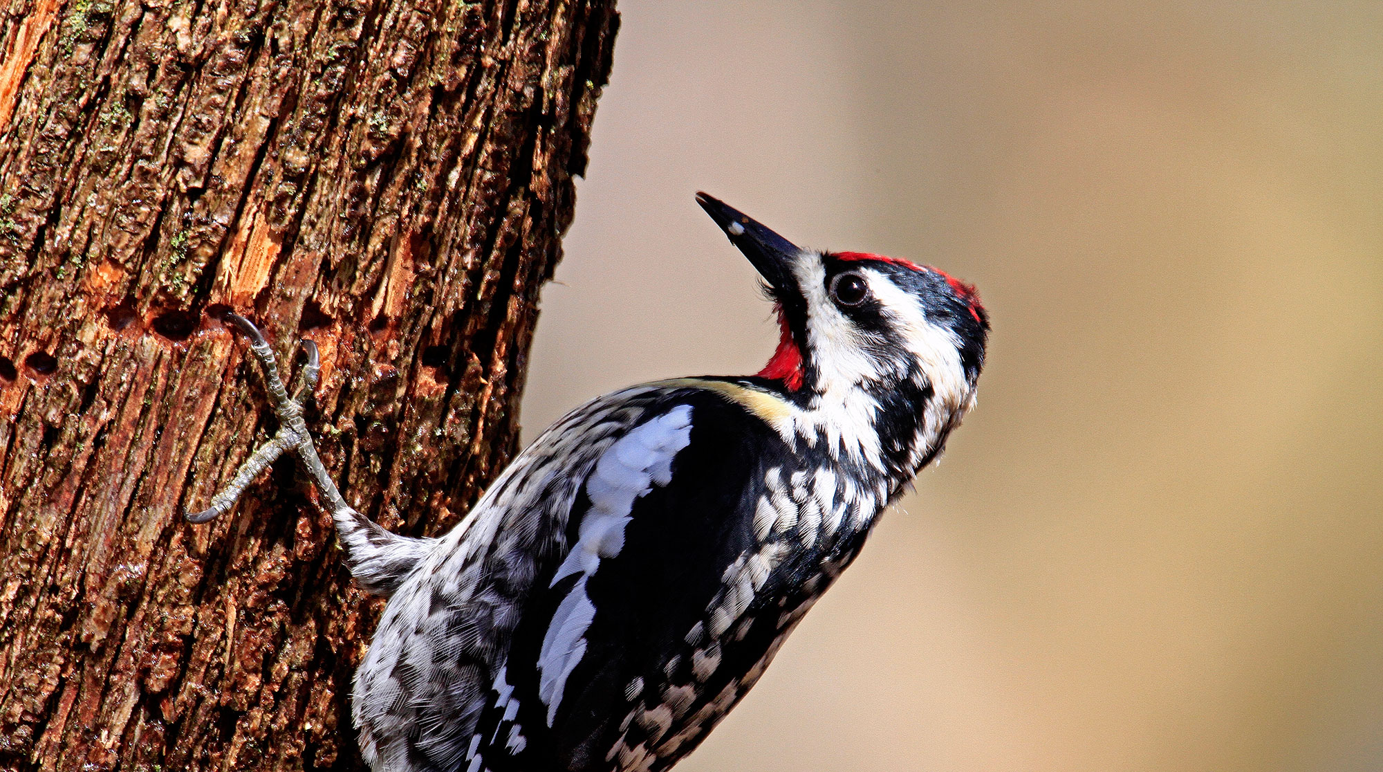 A yellow-bellied sapsucker on tree bark.