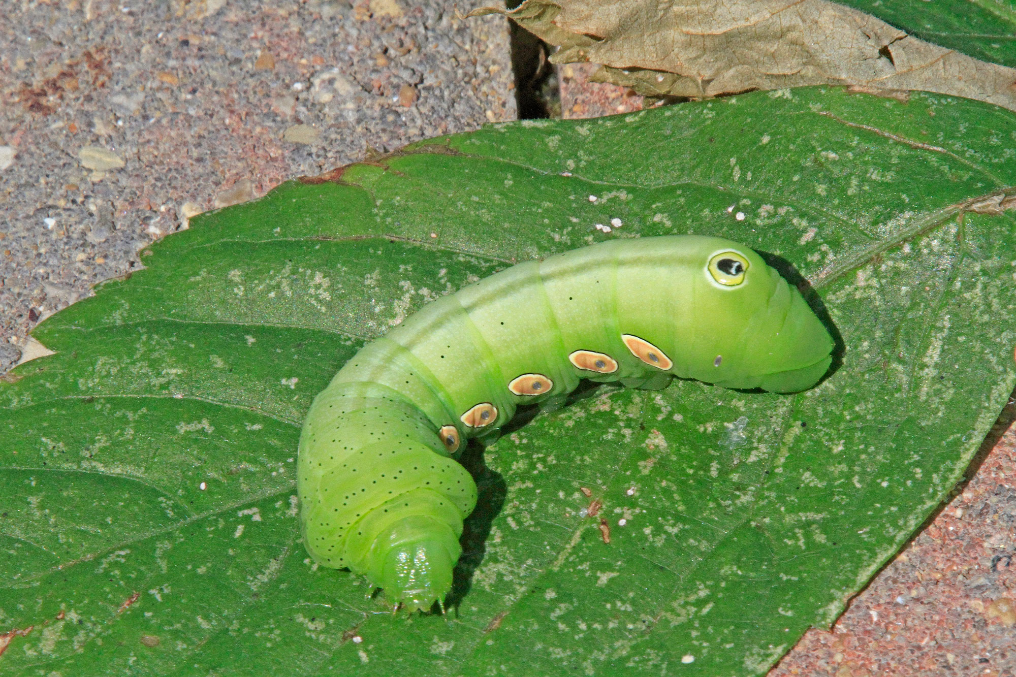 A Pandorus sphinx caterpillar on a leaf.