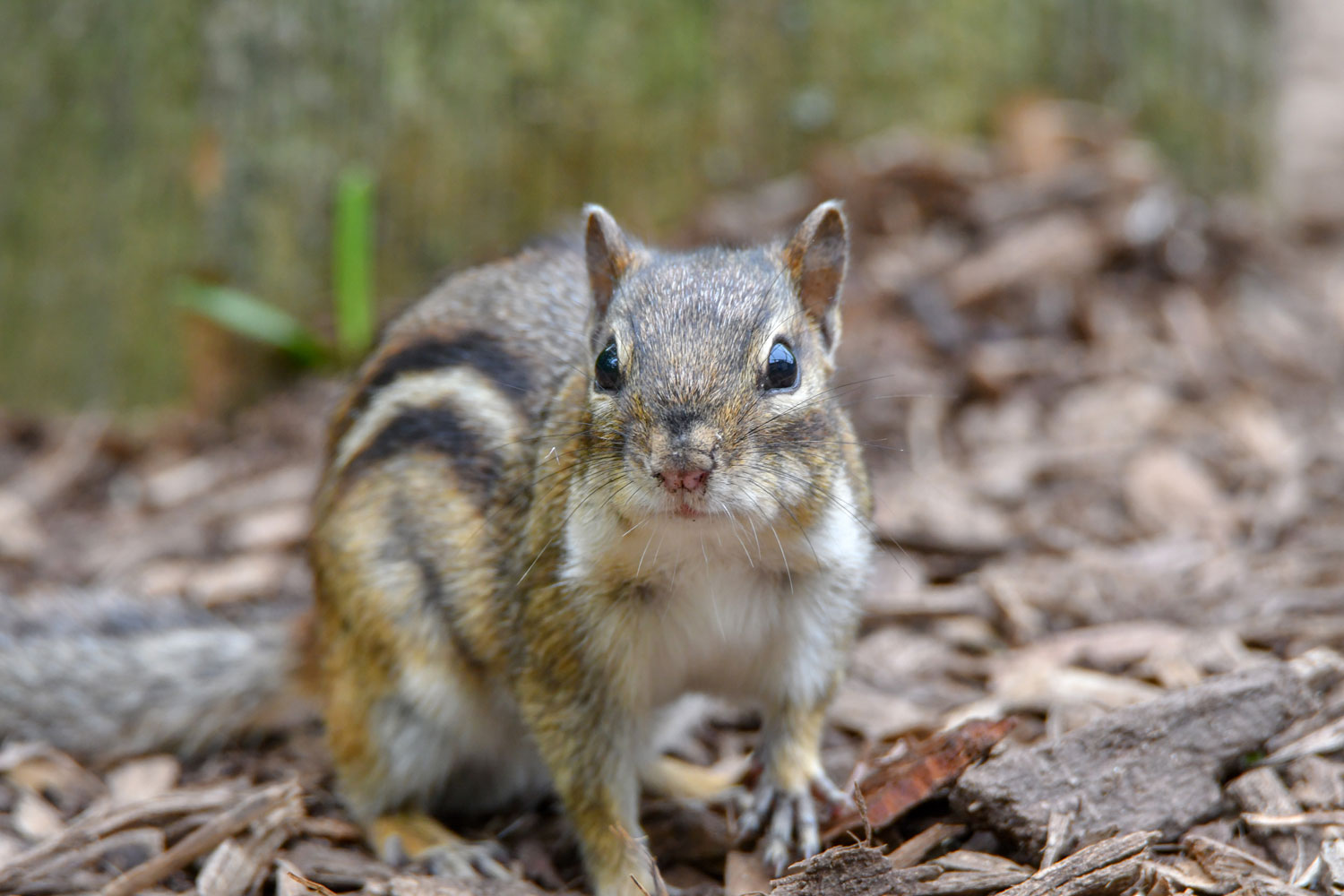 chipmunk vs squirrel pictures