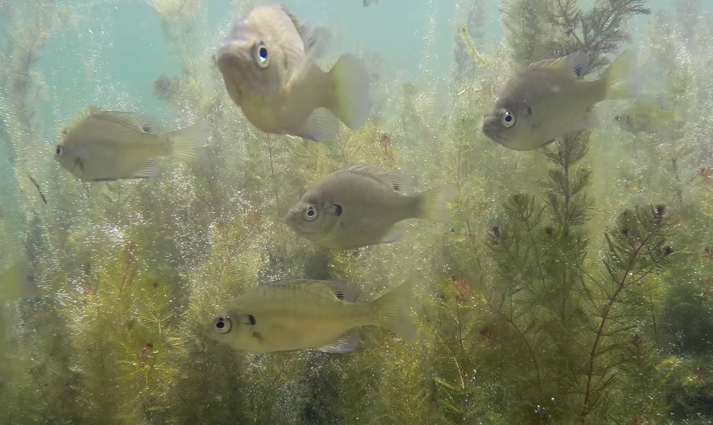 An underwater view of bluegill.