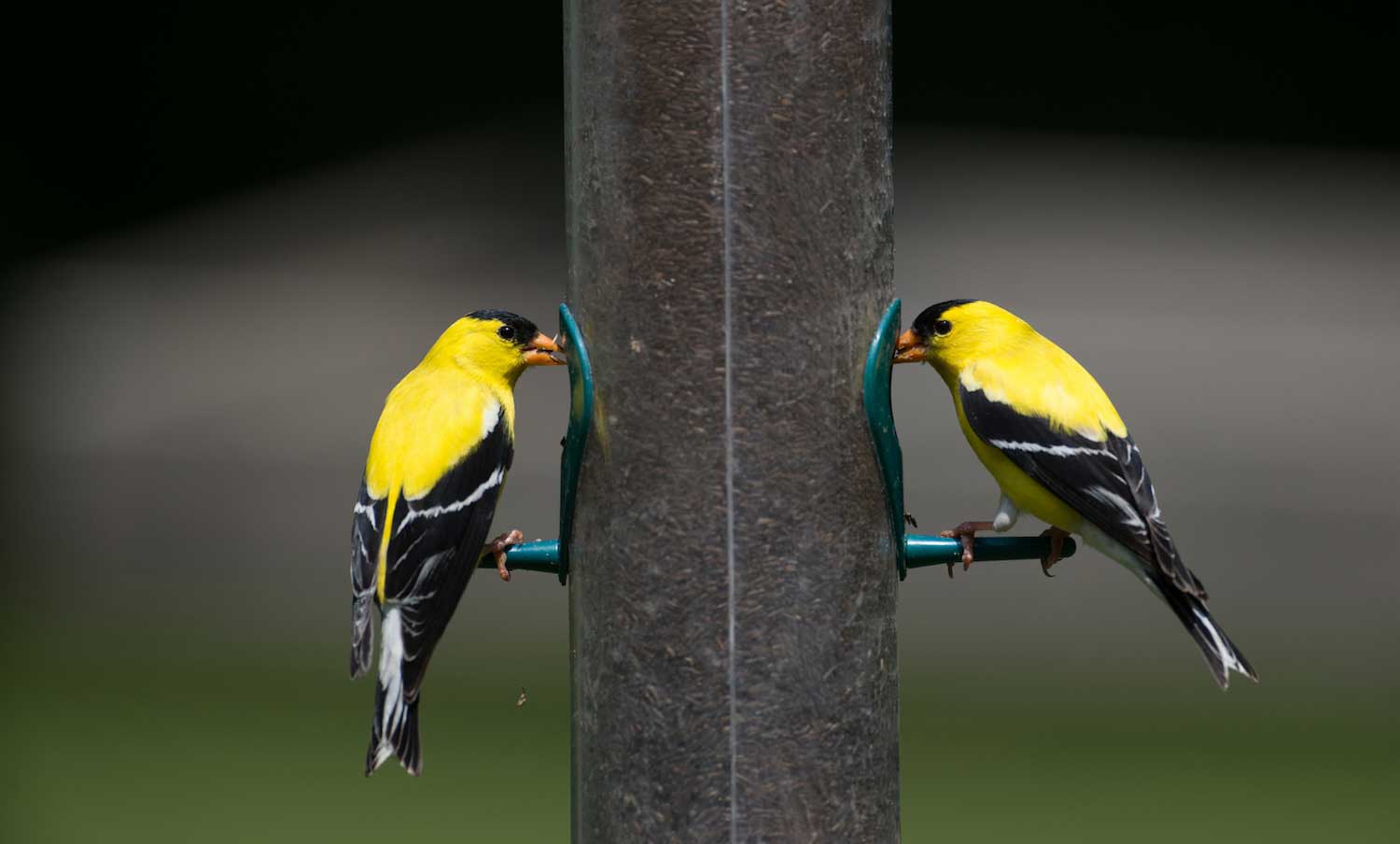 Two goldfinches eating seed at a cylinder bird feeder.