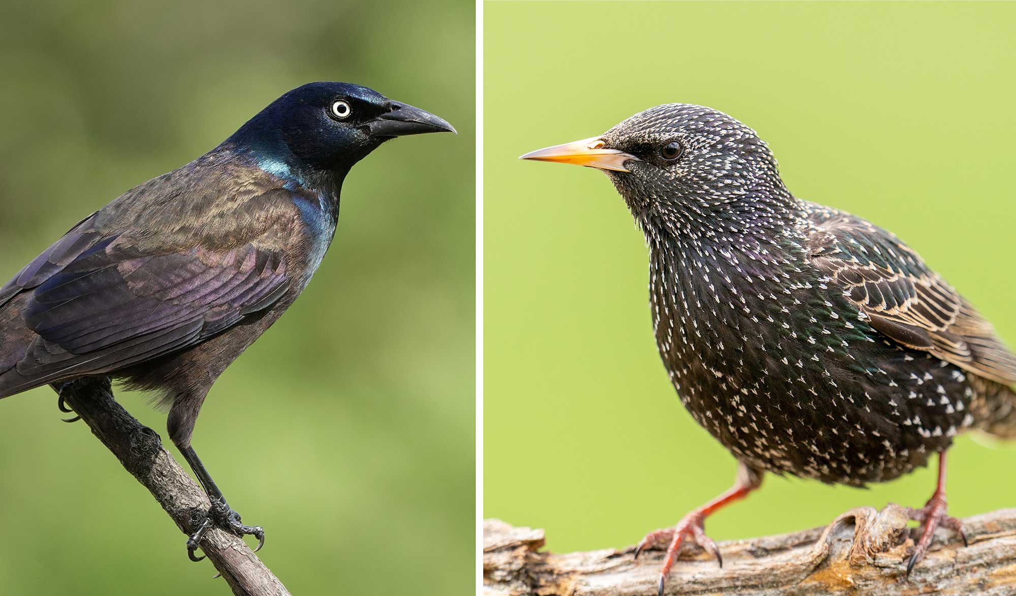 A side-by-side comparison of a common grackle and a European starling with both birds perched on tree branches.