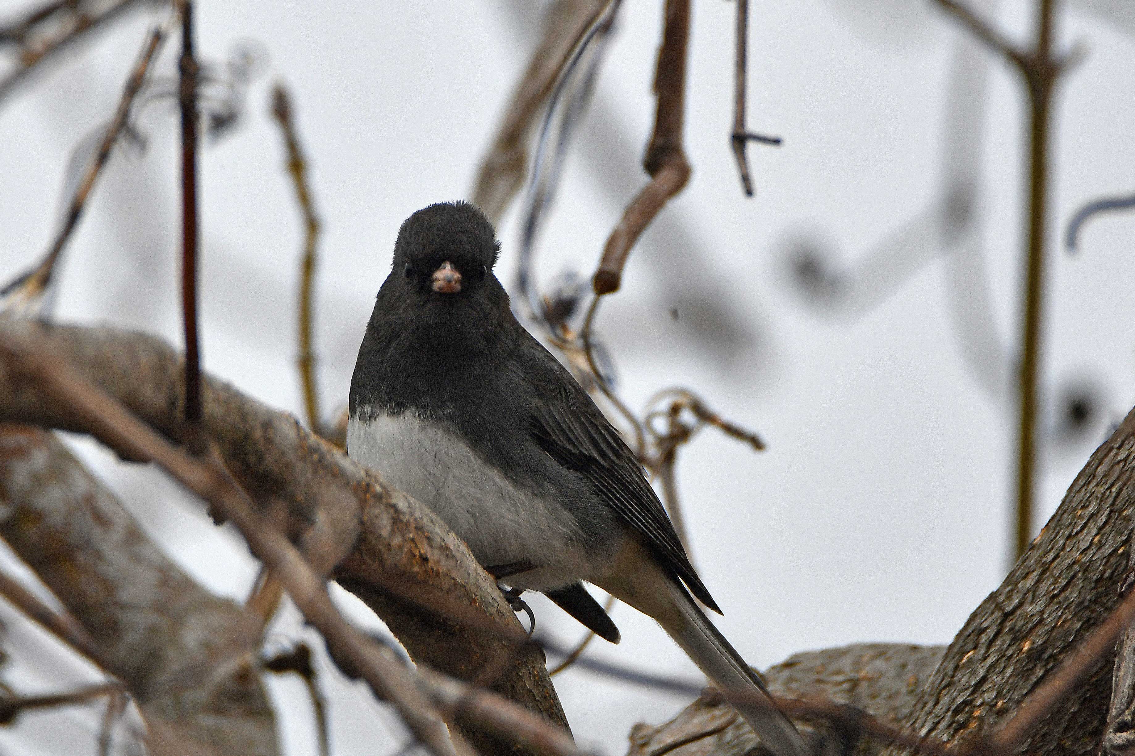 A dark-eyed junco on a branch.