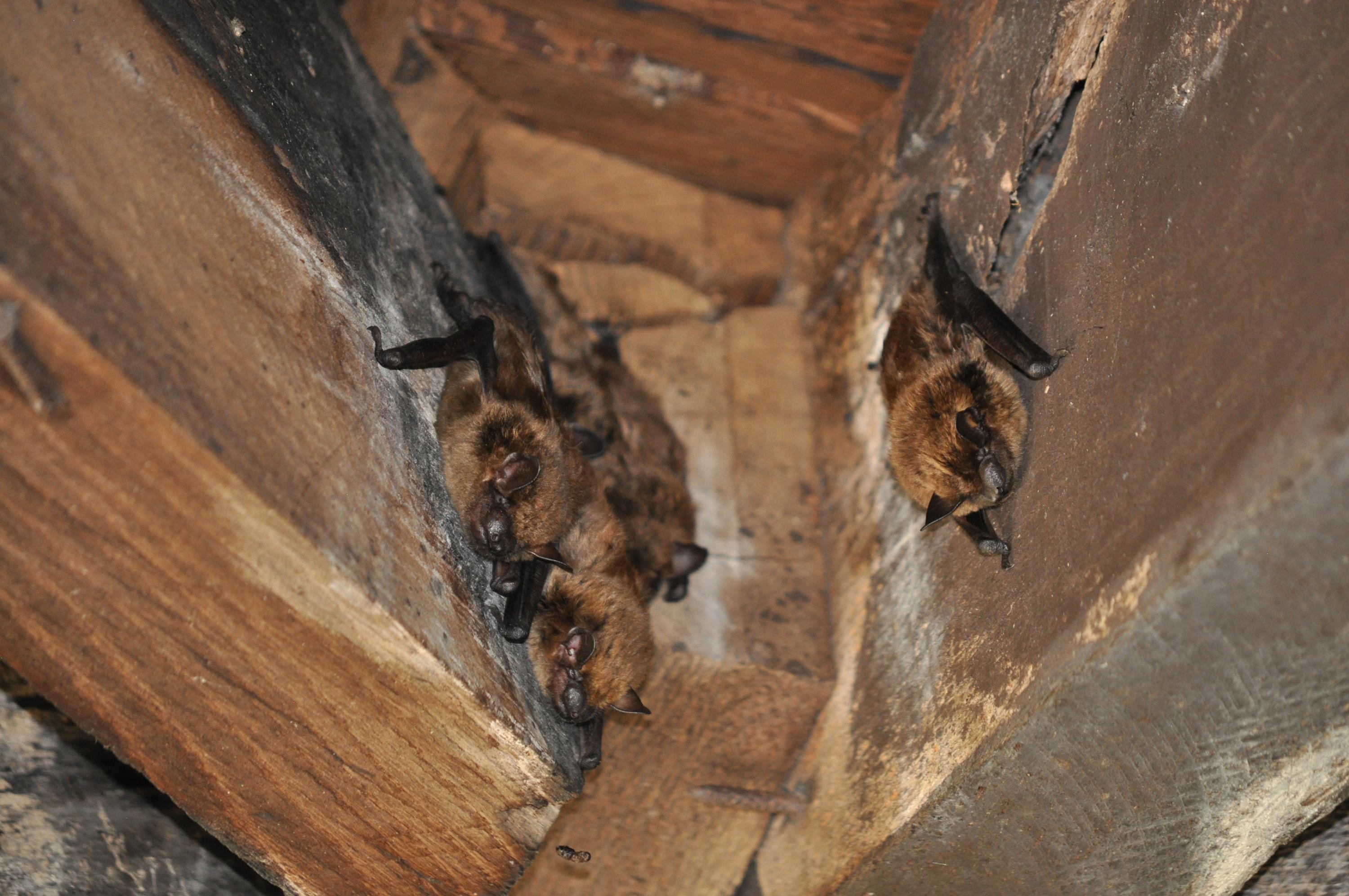 Big brown bats roosting in a building.