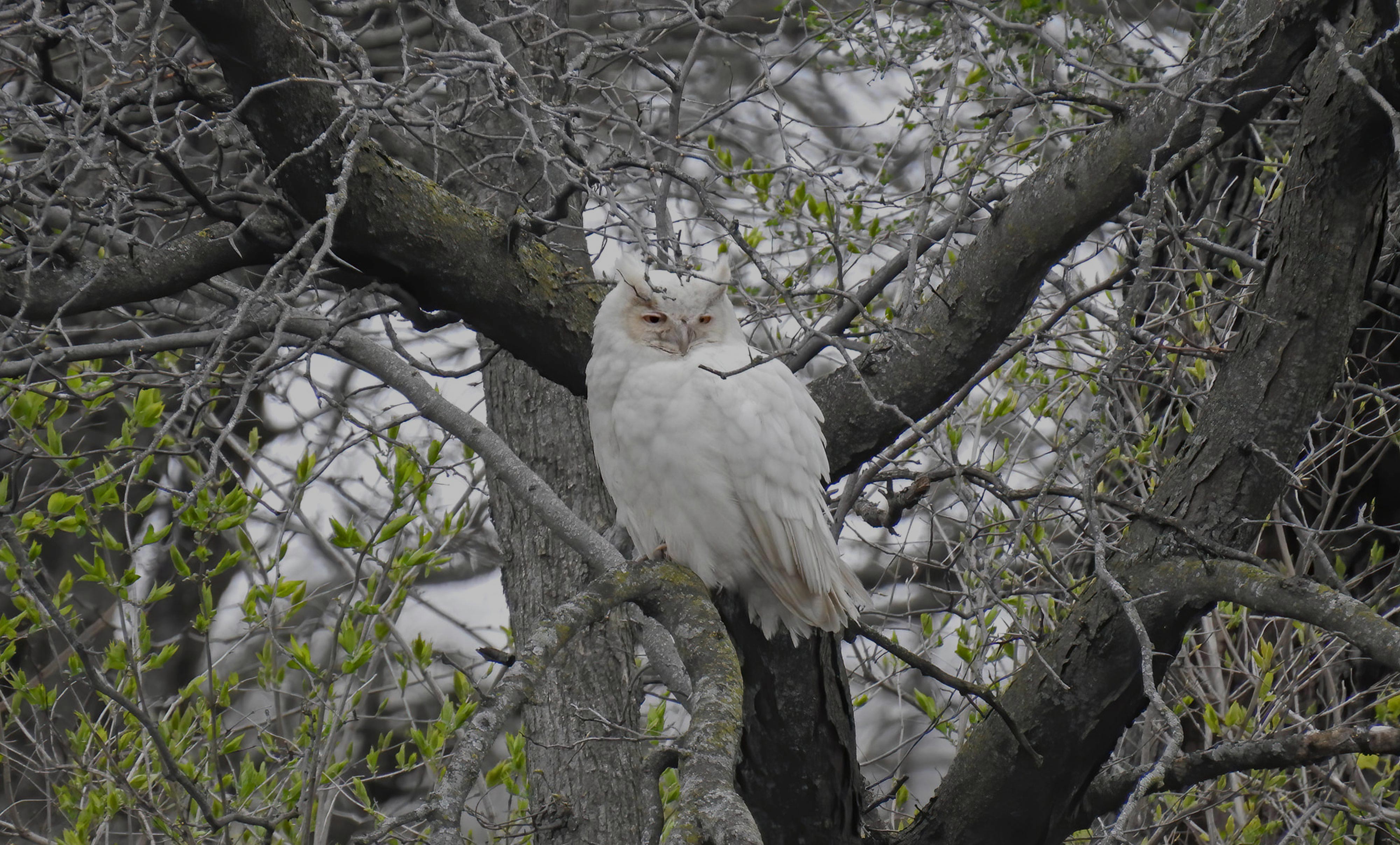 Piebald robin known for white patches caused by lack of pigment