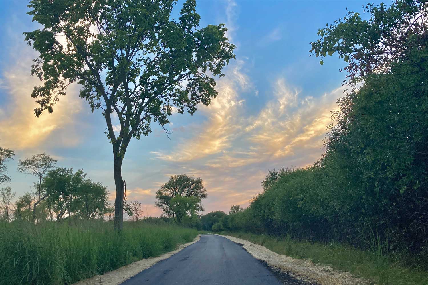 Paved trail lined with grasses and trees.