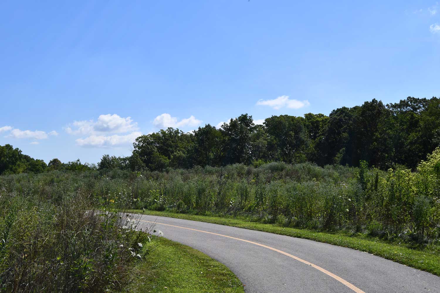 Paved trail lined with grasses.