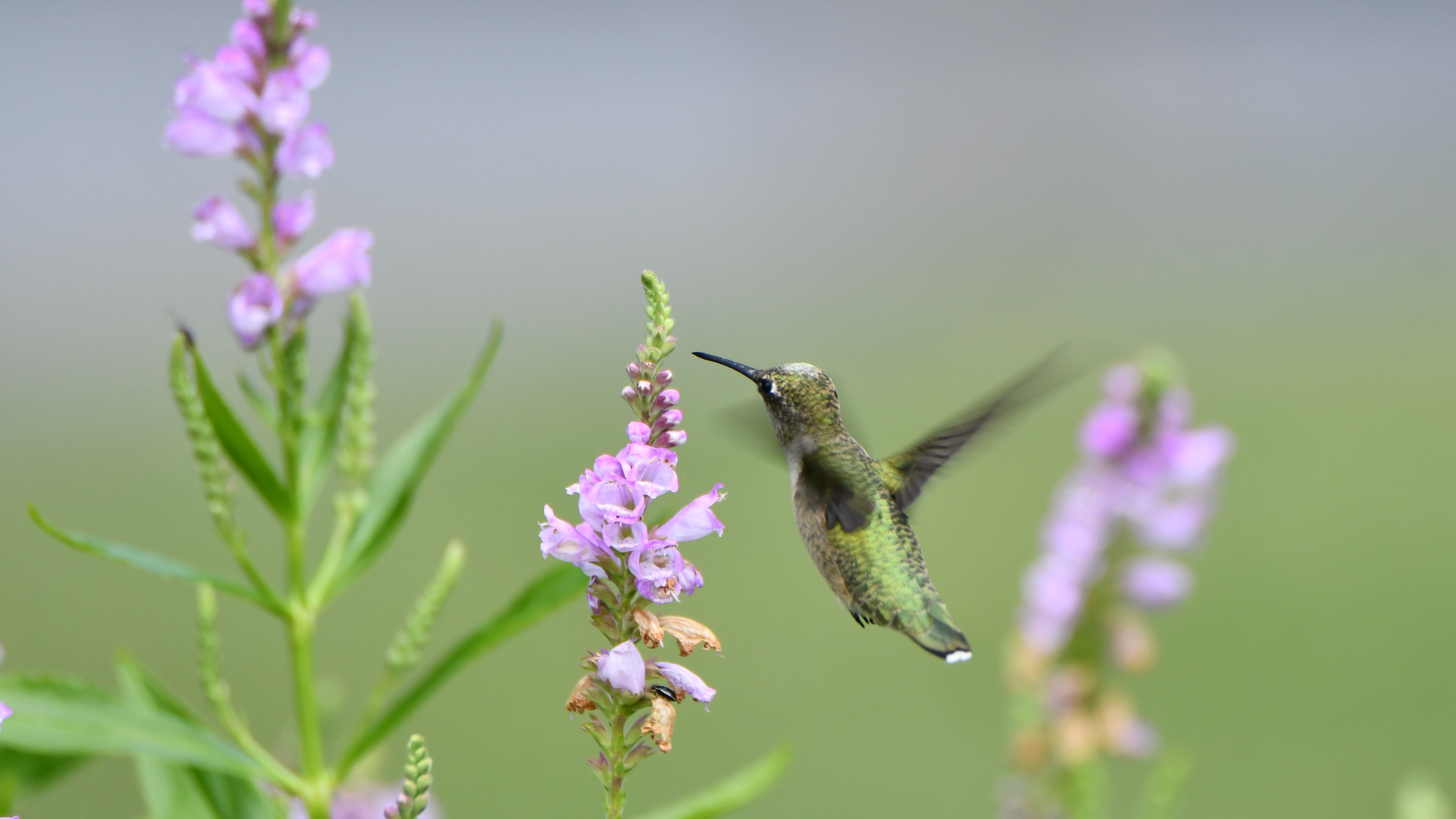 A ruby-throated hummingbird sipping nectar from obedient plants.