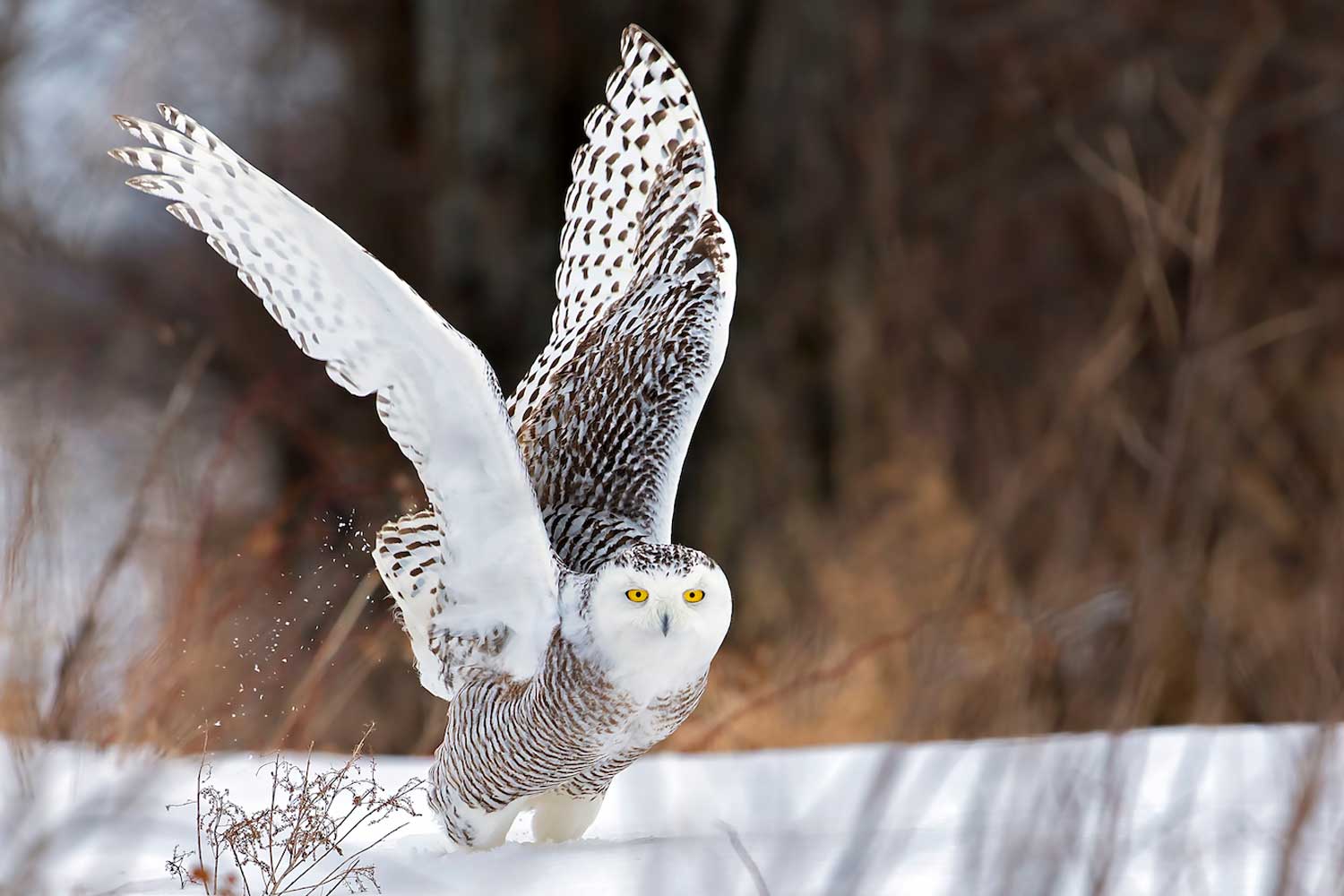 All about sale snowy owls