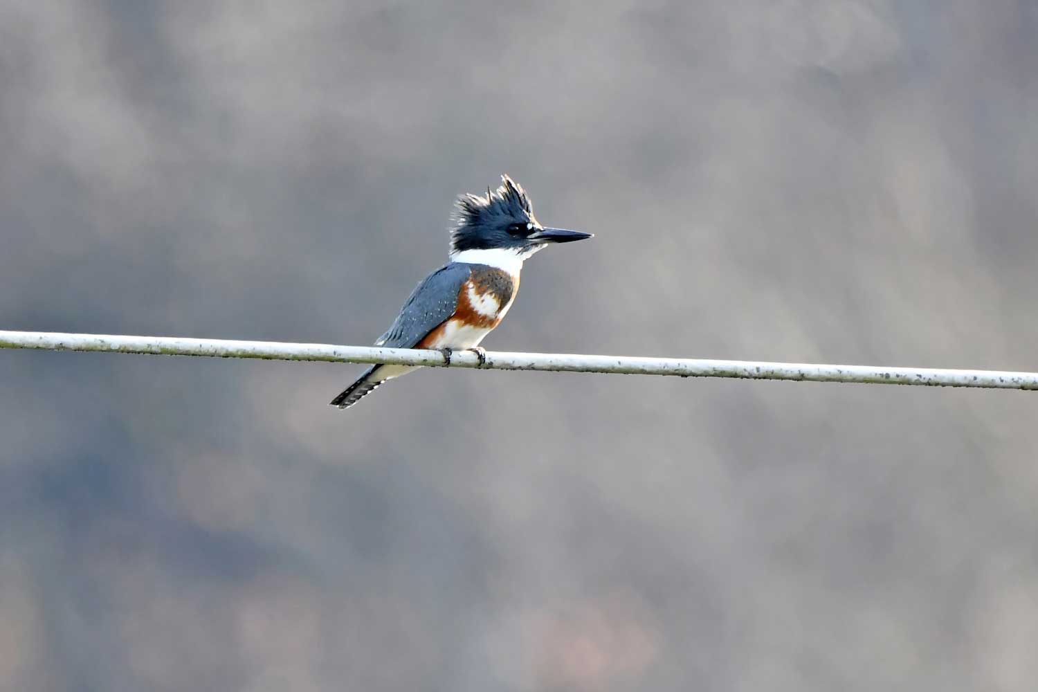 A belted kingfisher perched on a wire.