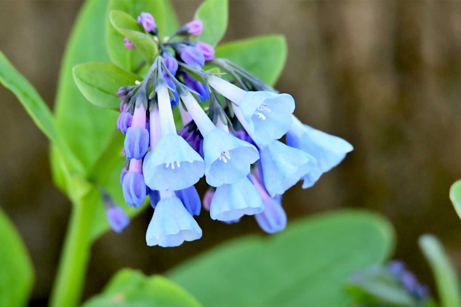 Virginia bluebells growing with blue petals.