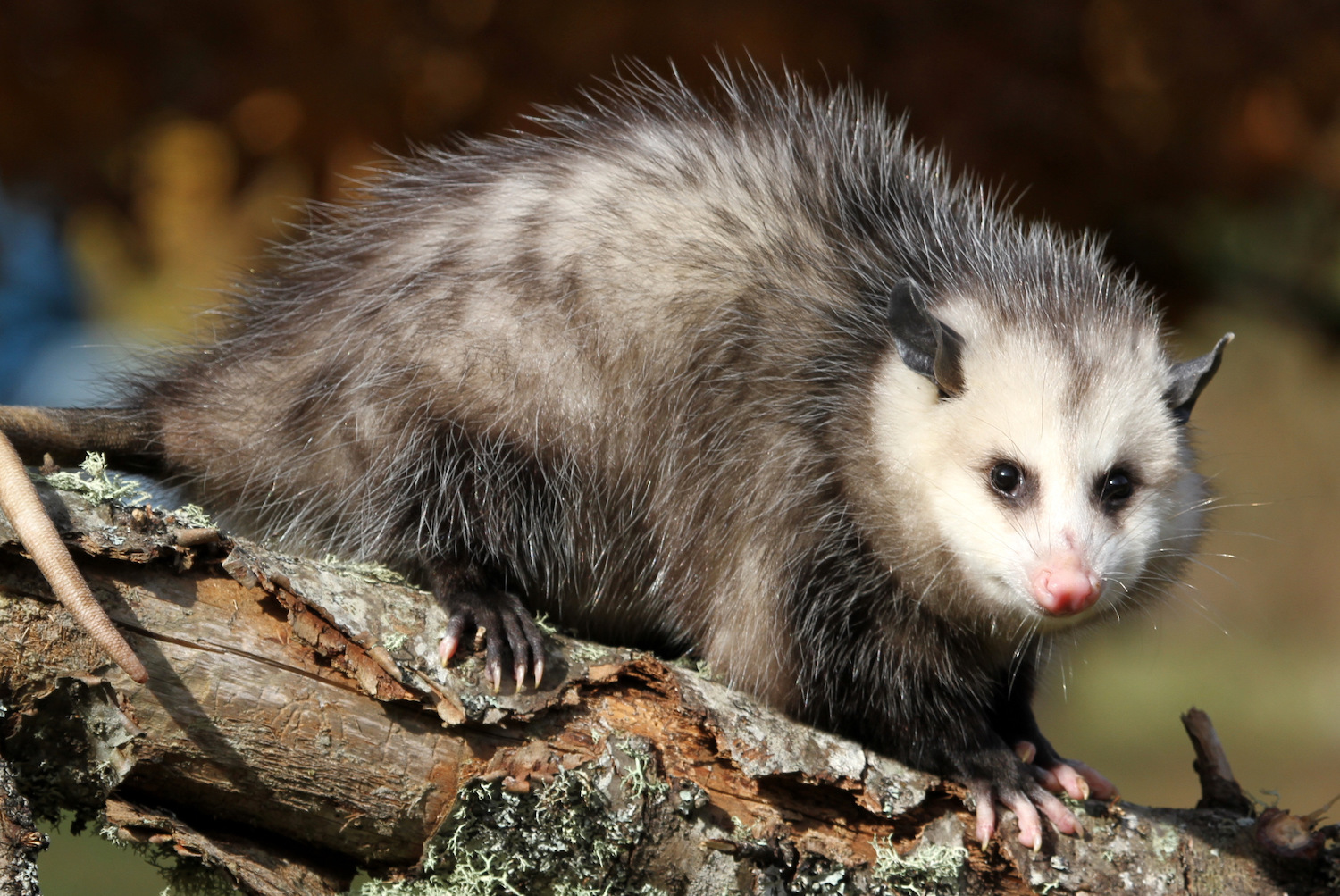 Possum best sale video funny