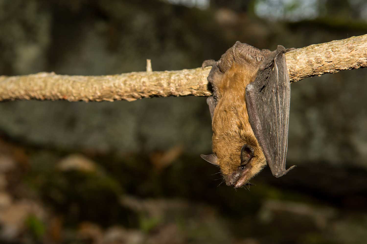 A bat hanging from a tree branch.