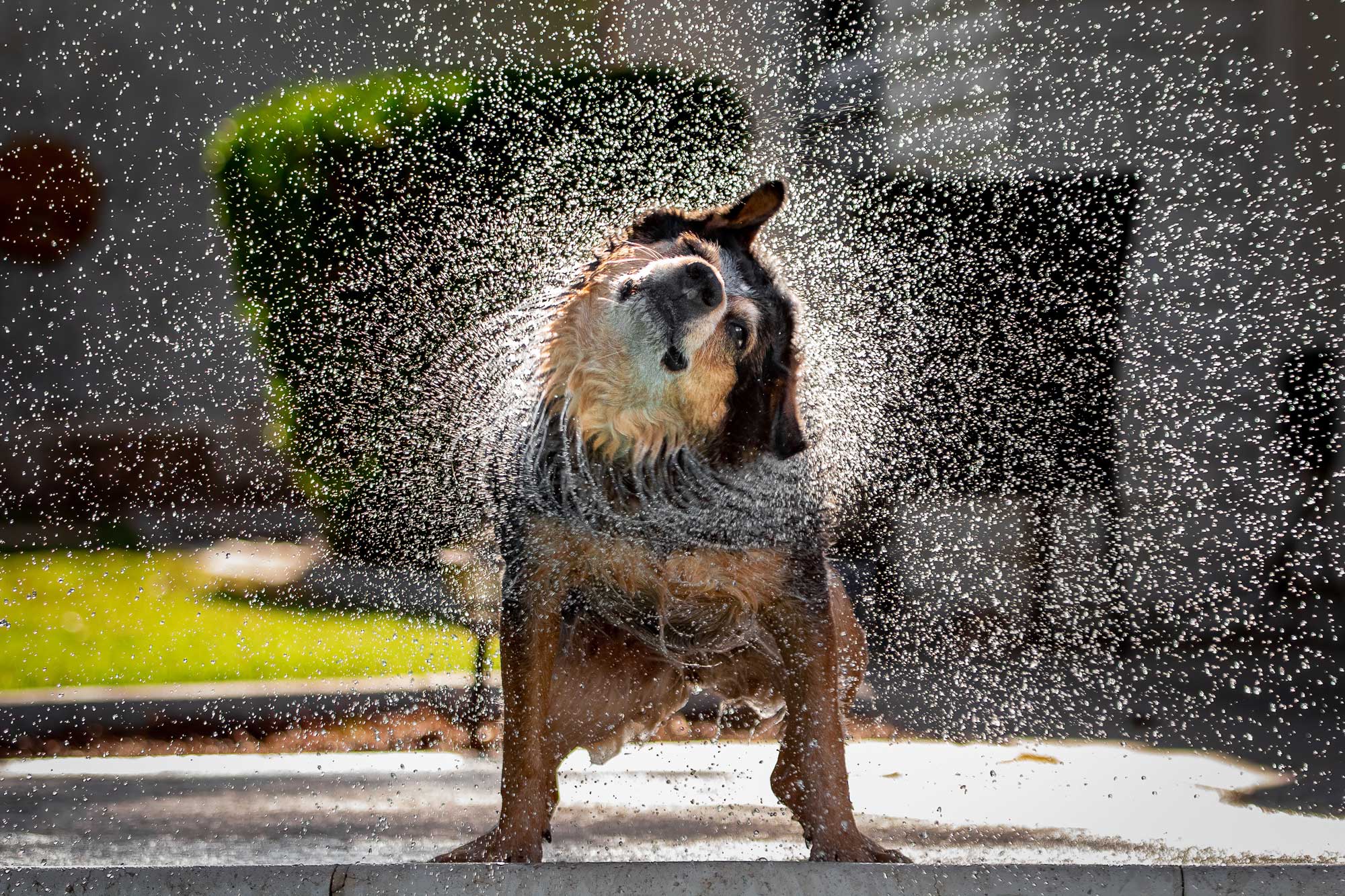 A wet dog shakes itself off and sprays water 