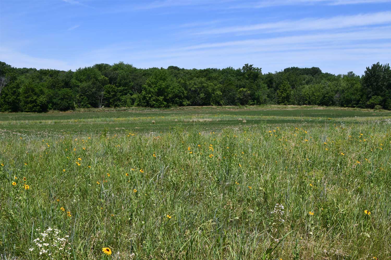 Grasses and vegetation with trees in the background.