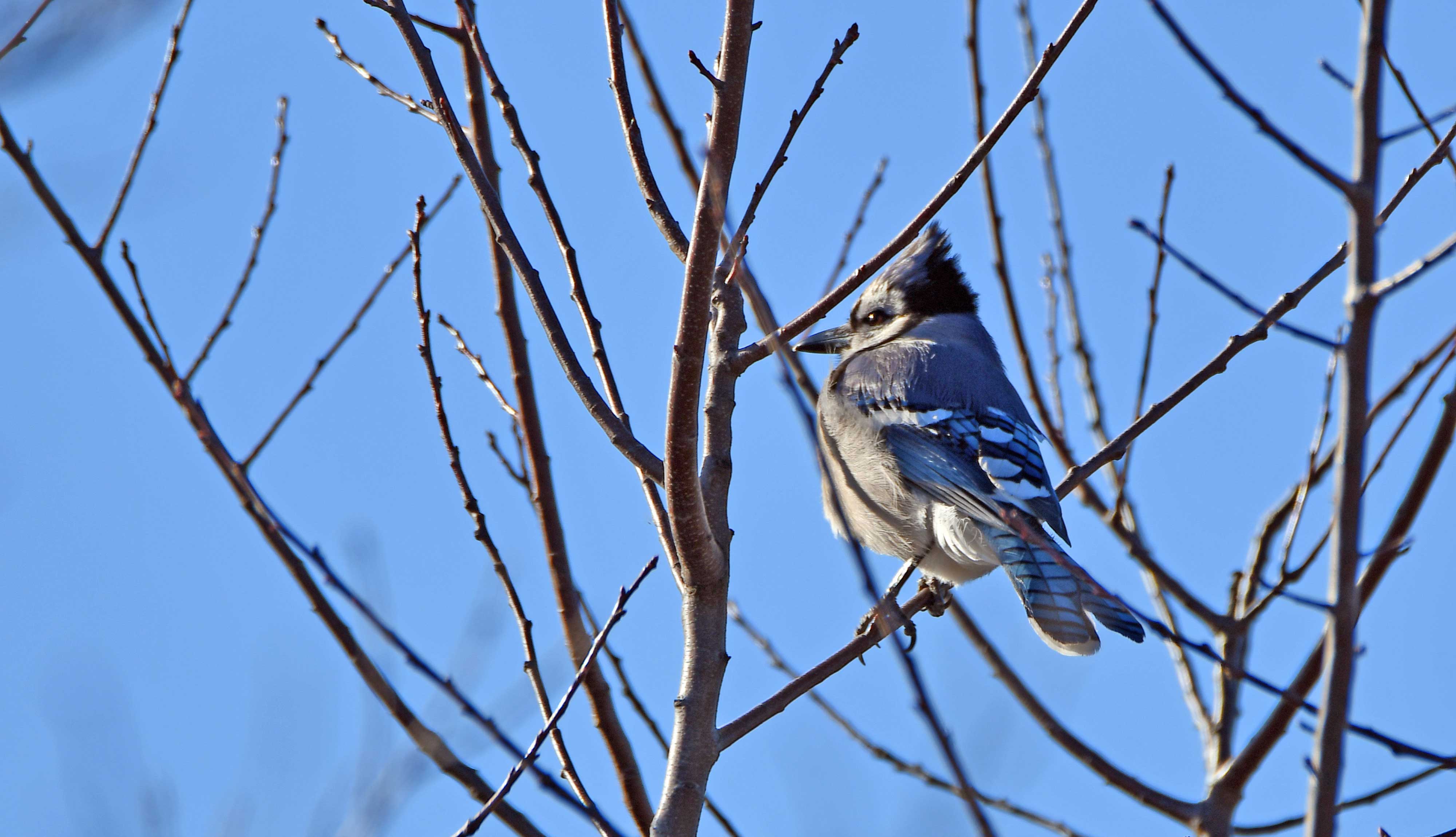 A blue jay in a tree.