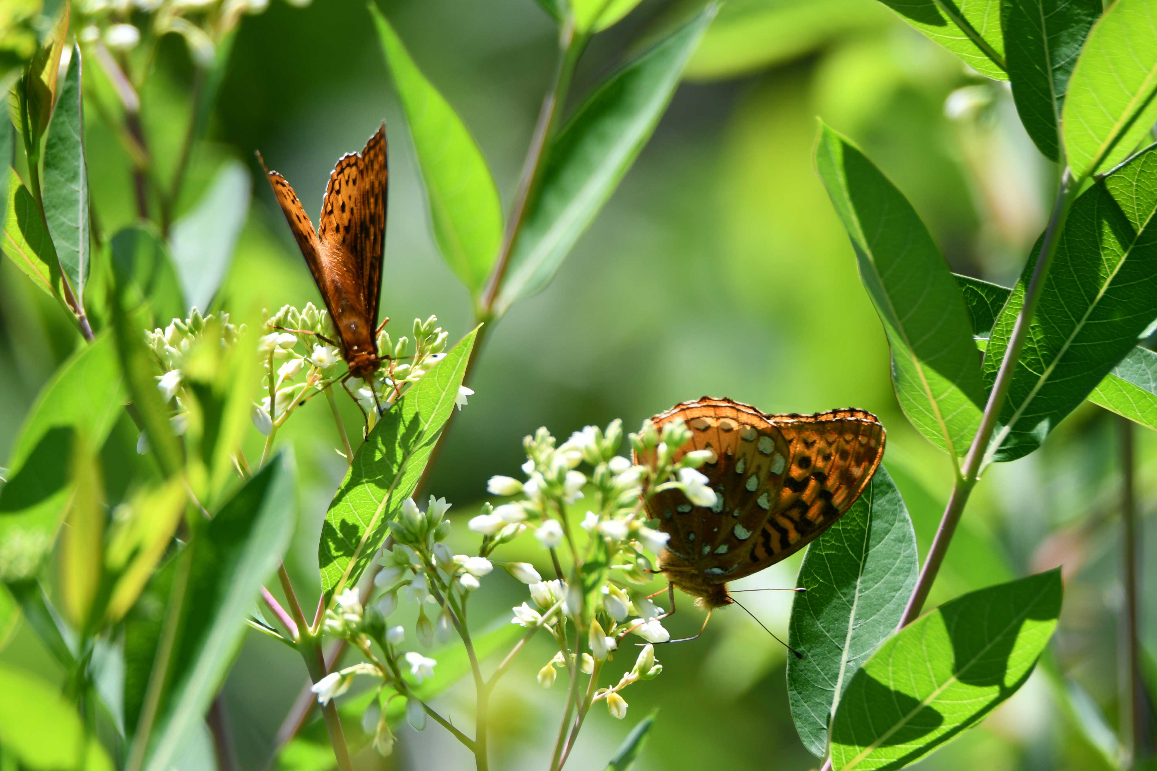 Two great spangled fritillary butterflies on flowers.