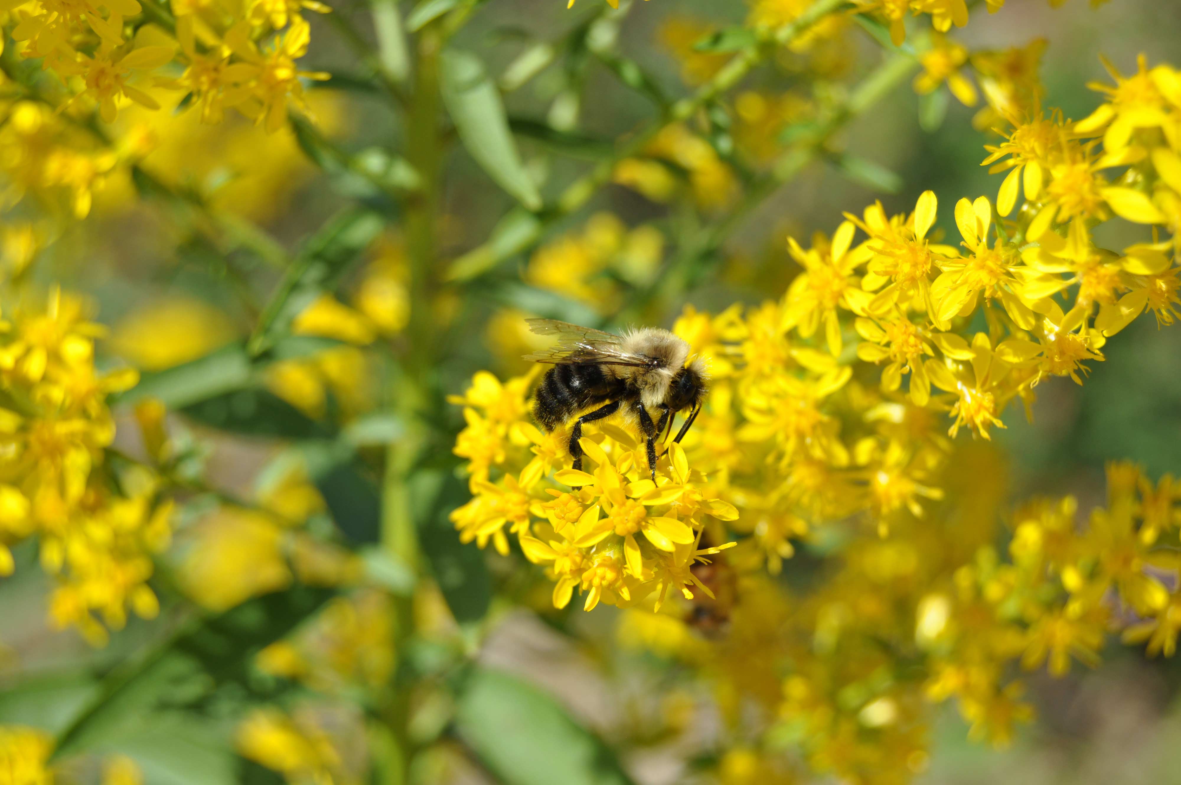 A bee on goldenrod.