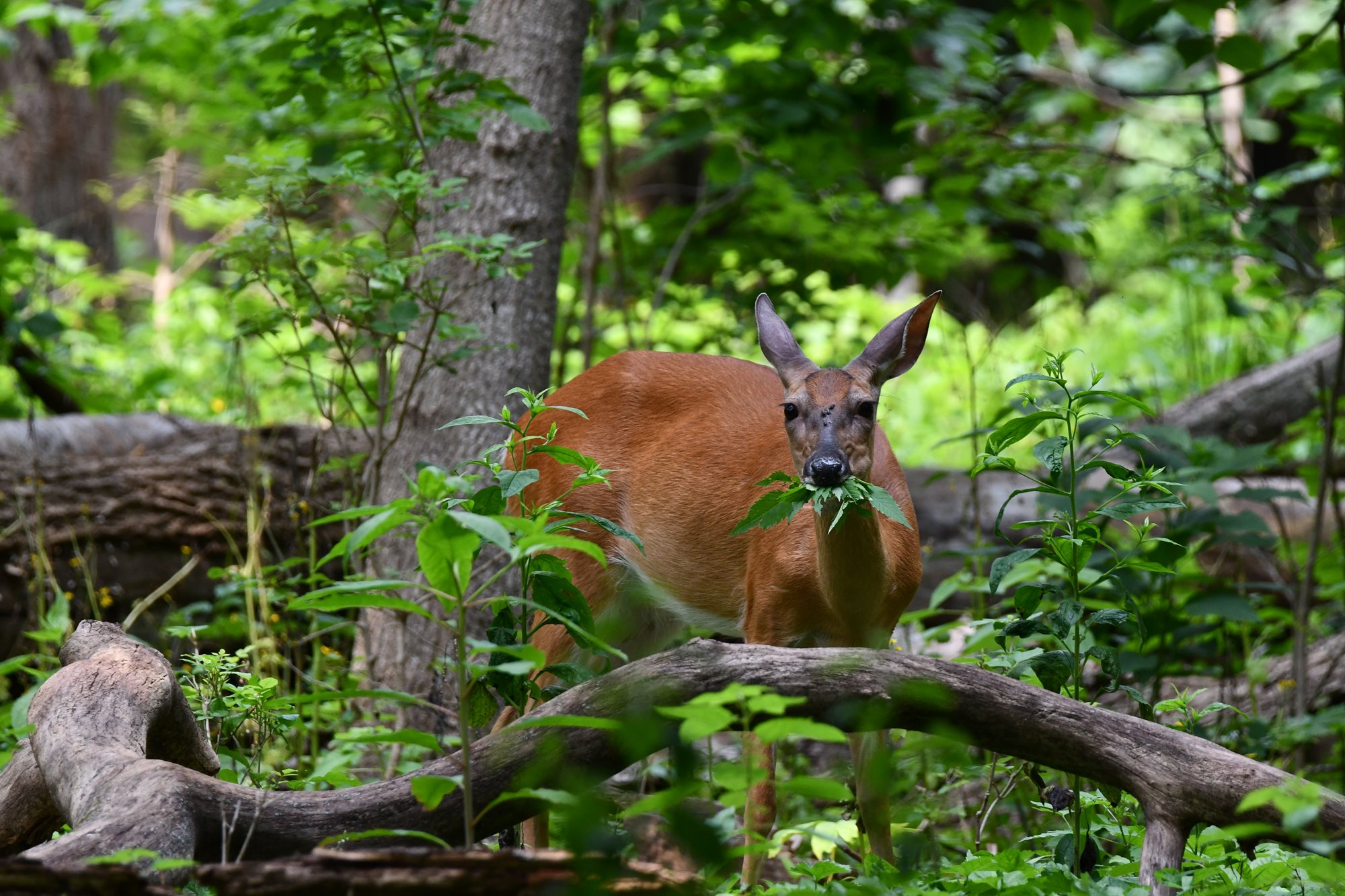 A deer looking at the camera in the forest.