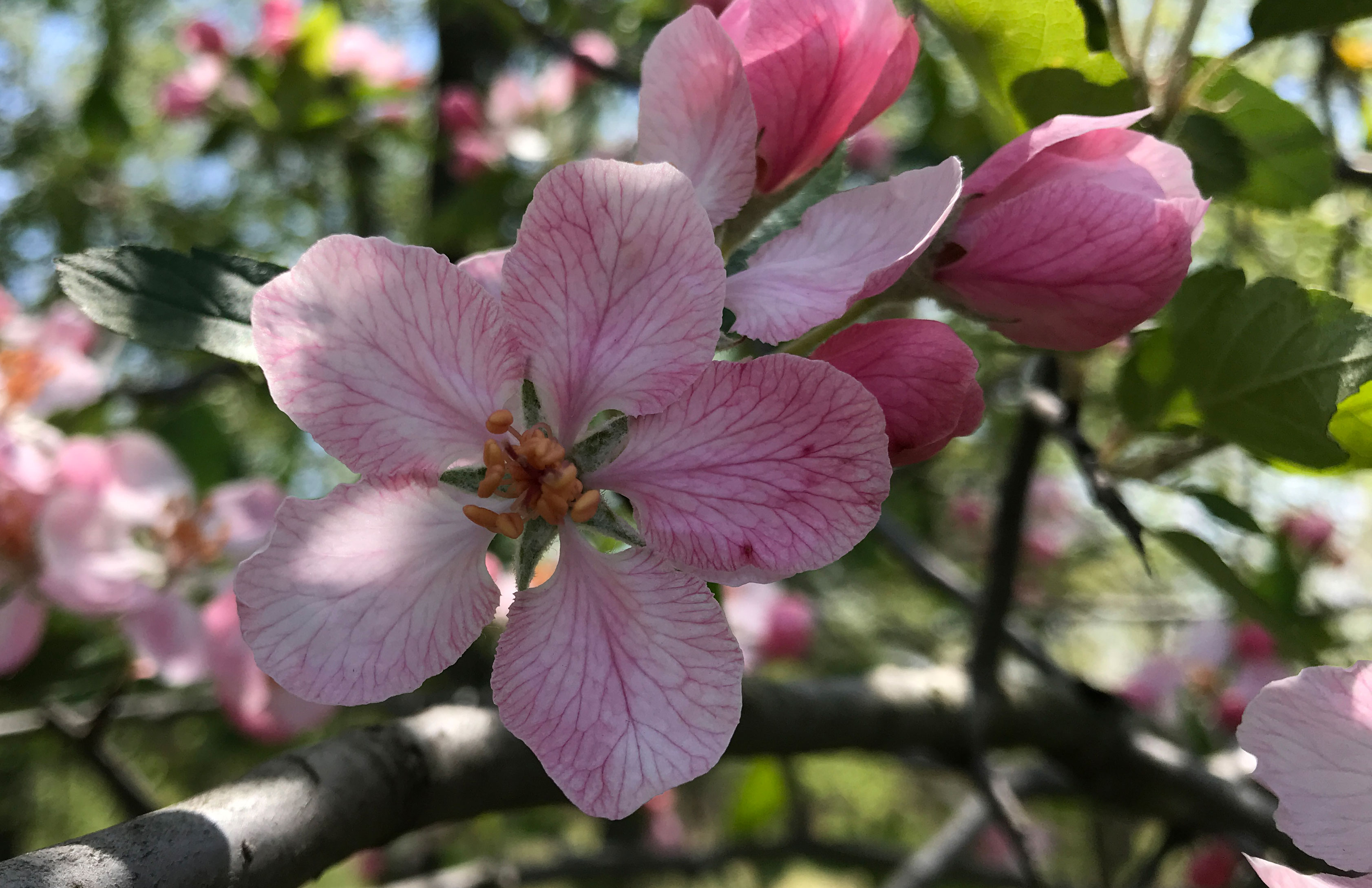 Close-up of a crabapple tree.